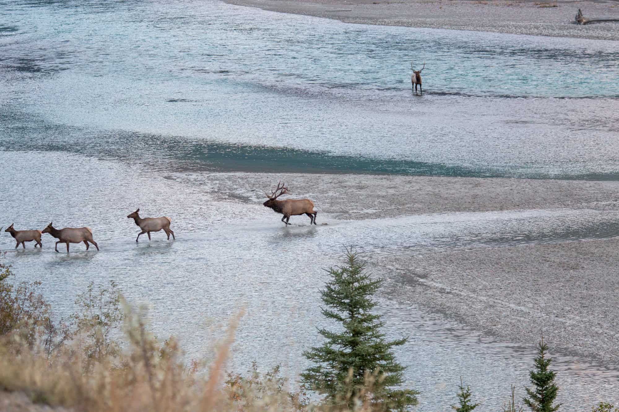 a bull elk with several of his harem cross the river while another bull follows during rutting season