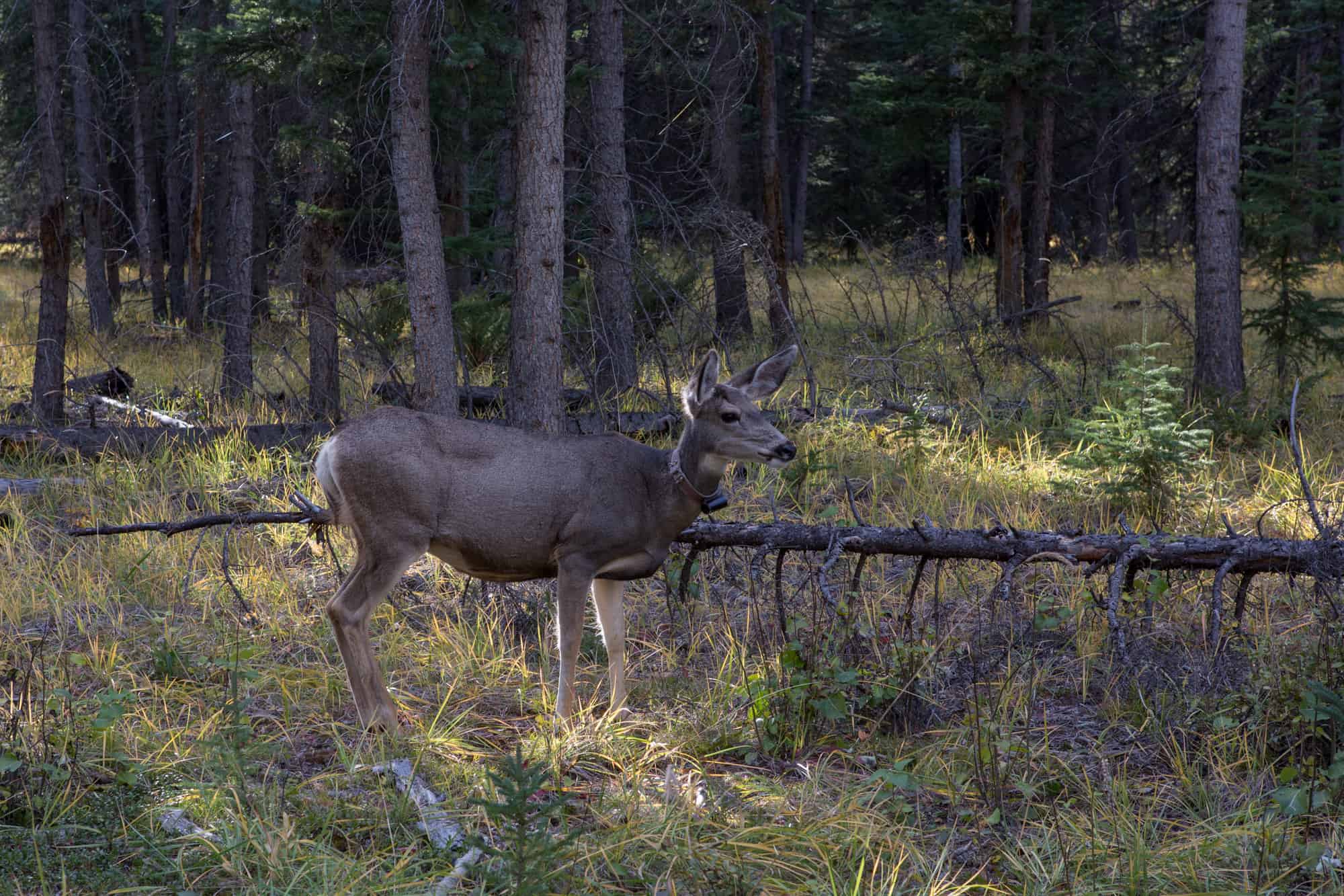 one of the most common wildlife in jasper are deer, including this mule deer