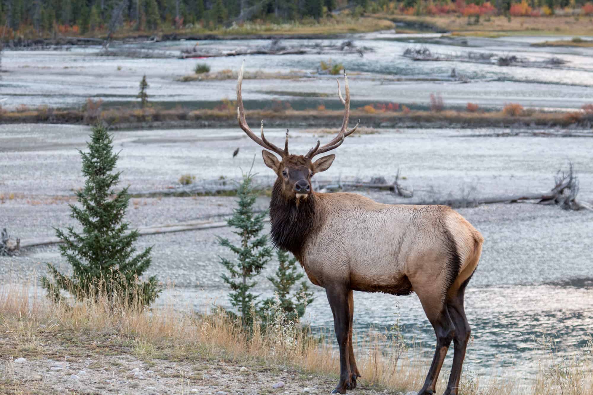 a bull elk stands along the river edge in jasper national park