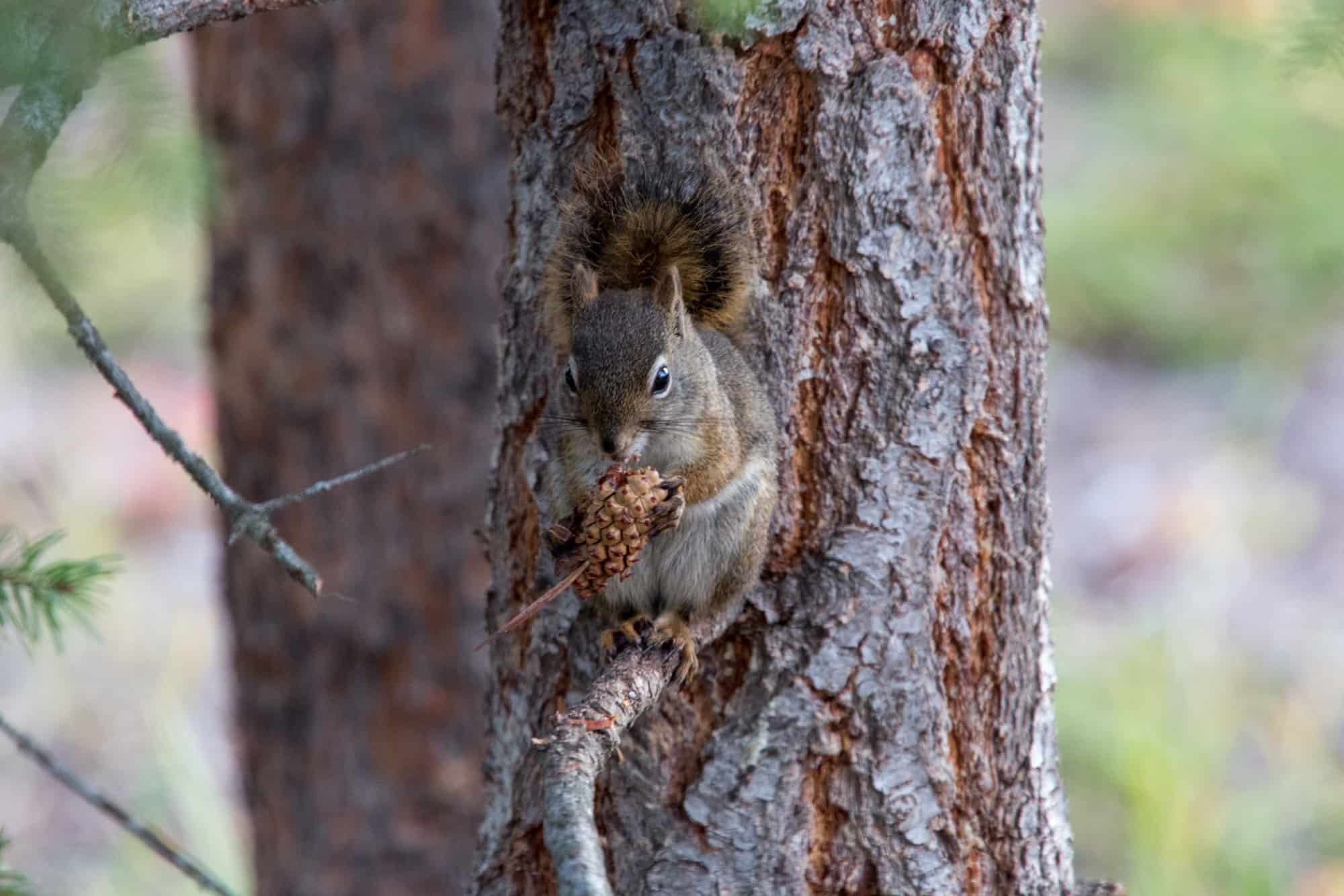 a red squirrel sits on a tree limb eating a pinecone