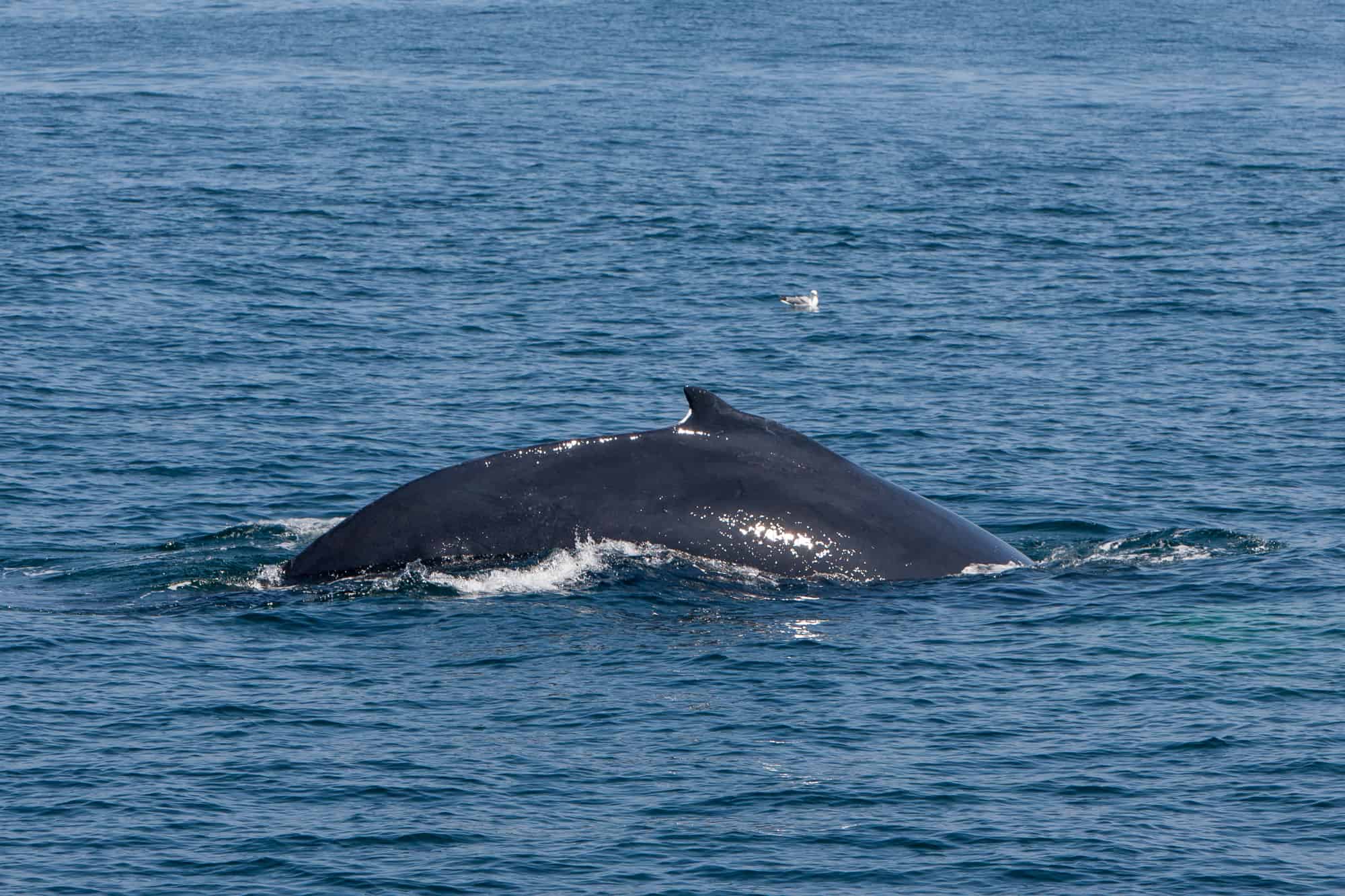 the back of a whale seen during whale watching in gloucester