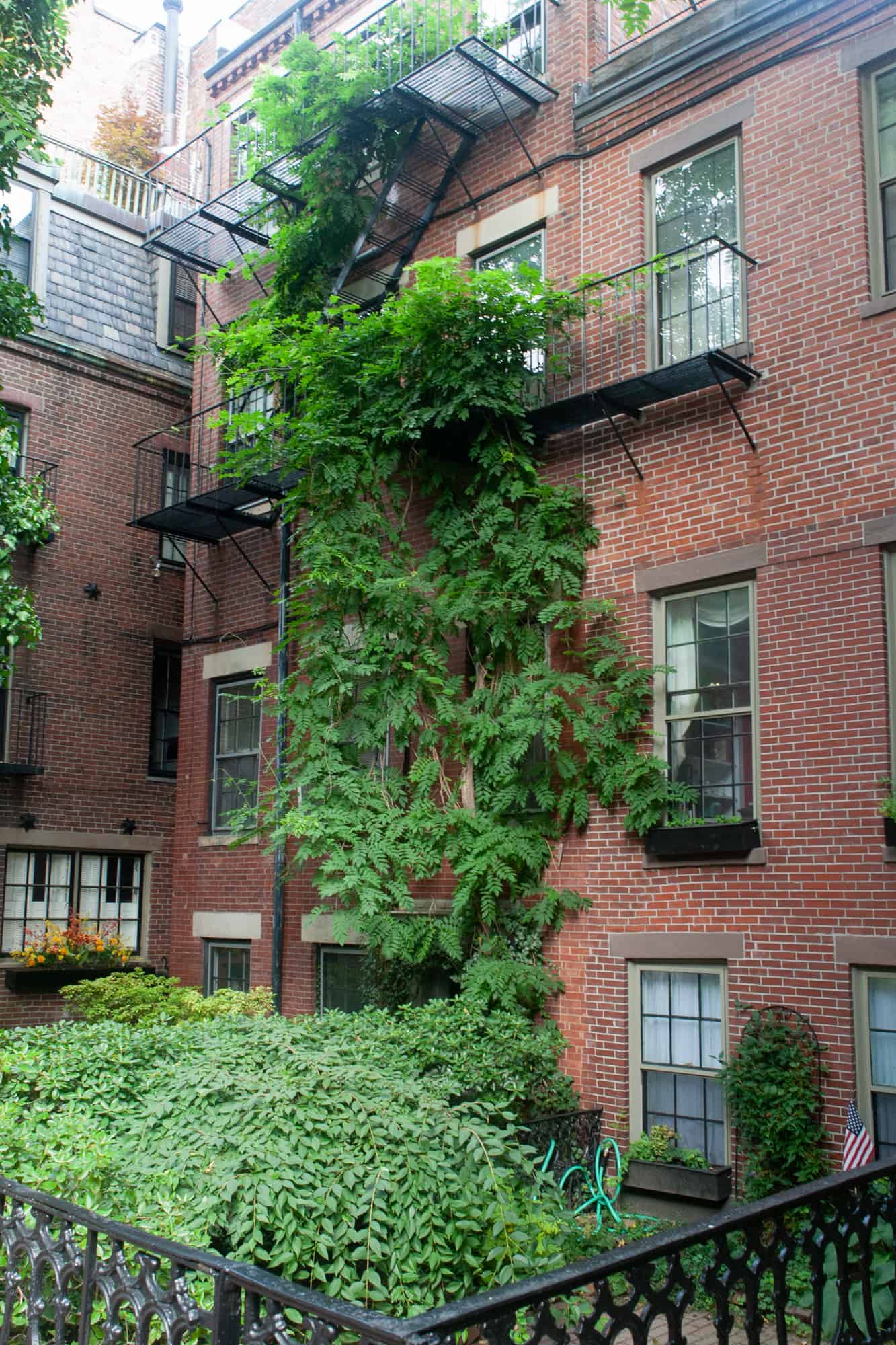ivy grows up the side of a brick building in beacon hill