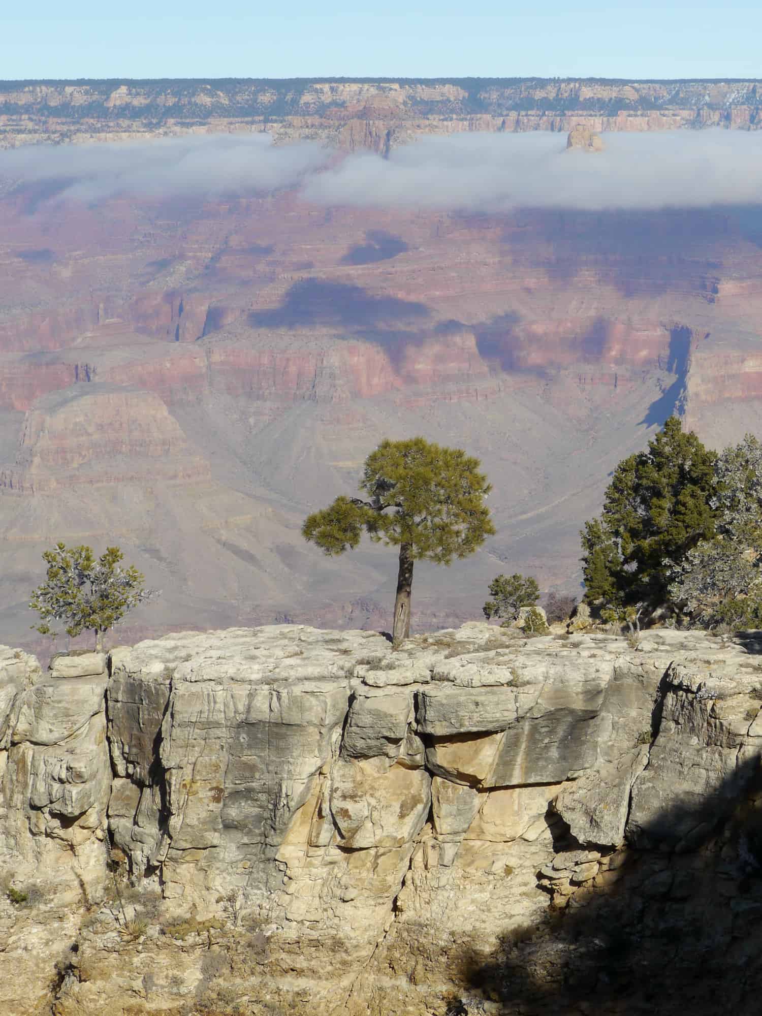 a lone tree stands on a rocky outcropping in front to the grand canyon
