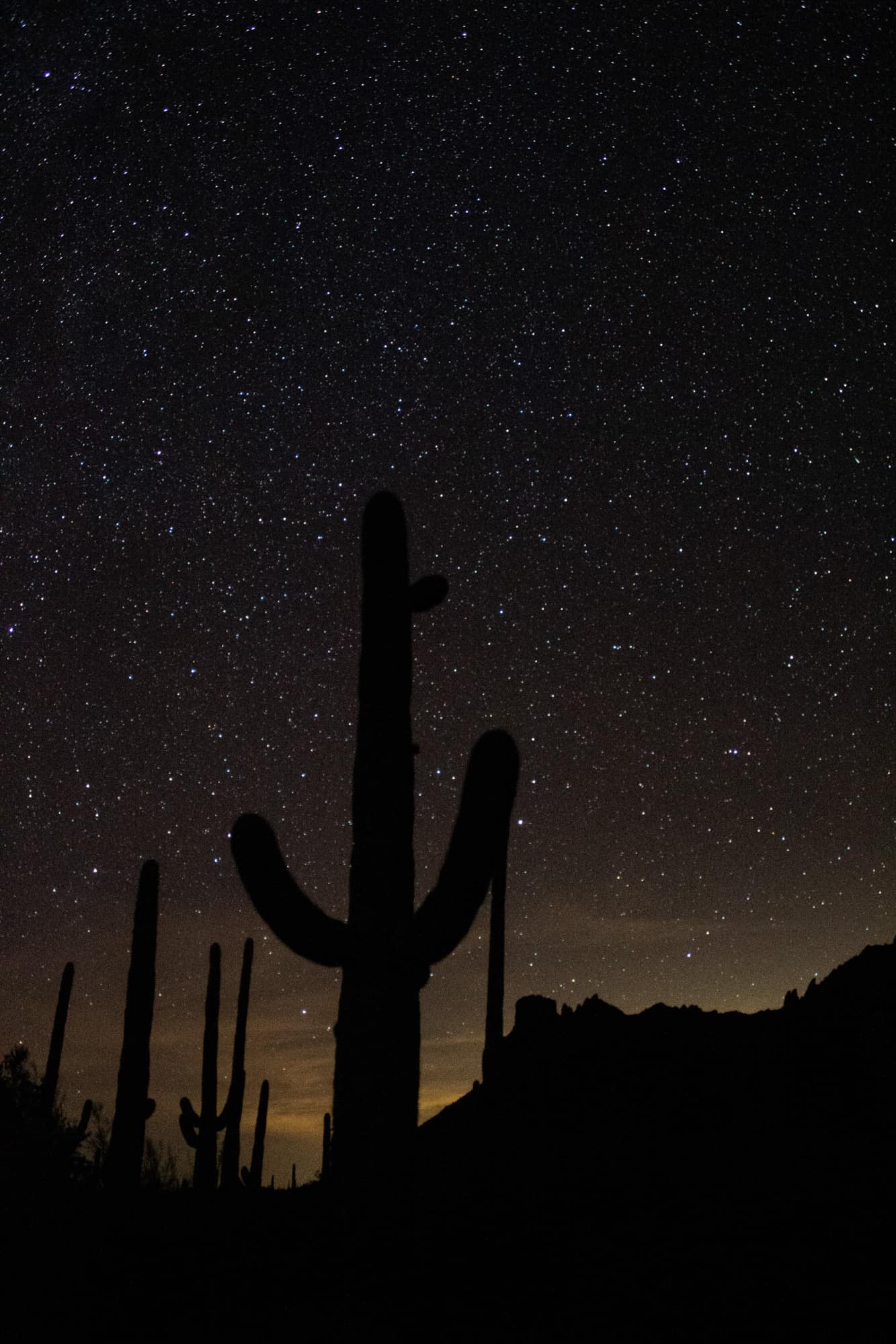 organ pipe cactus national monument after dark with stars set behind tall cactus