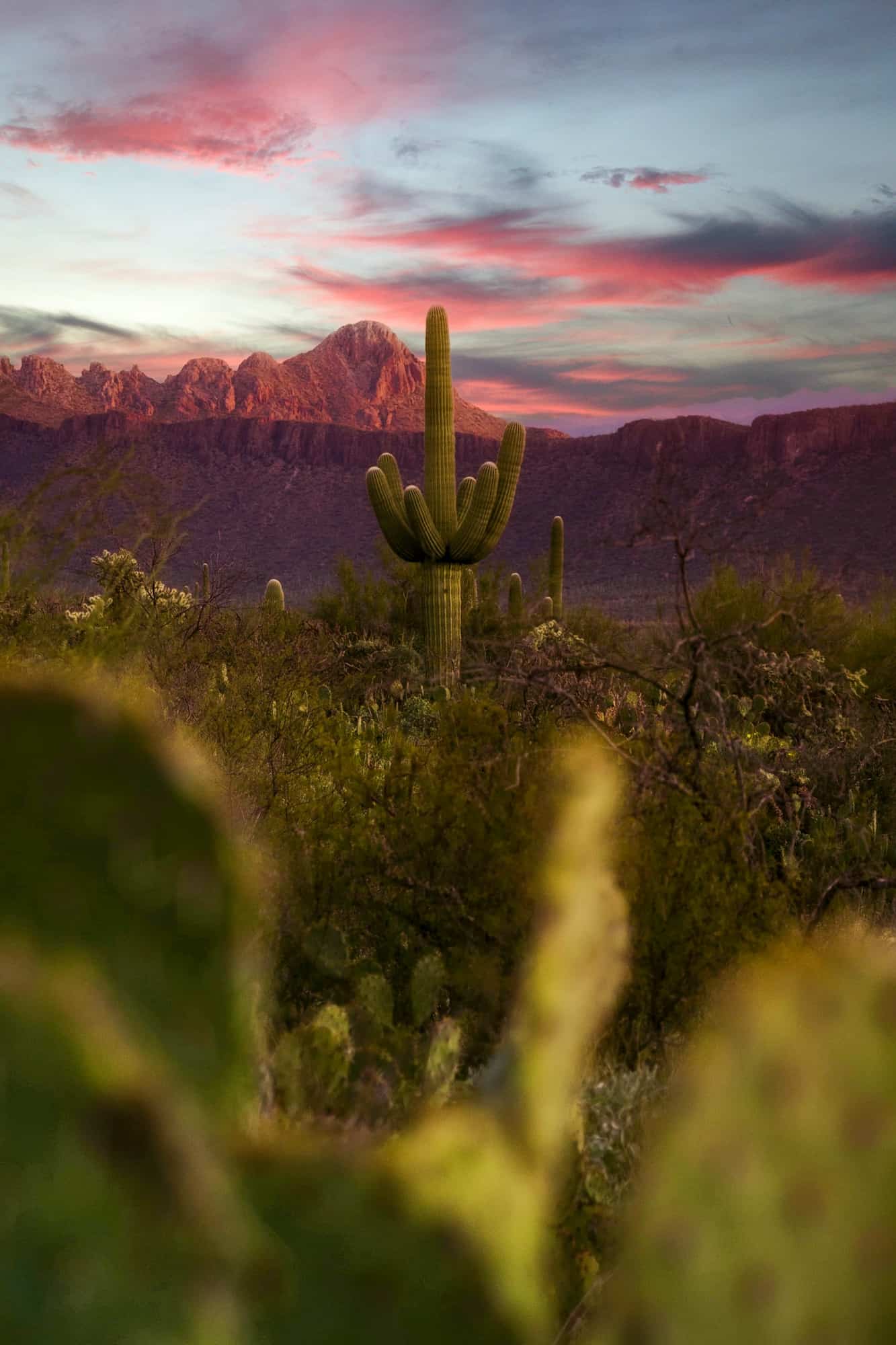 the sun sets behind the mountains of saguaro national park bringing out pinks and blues