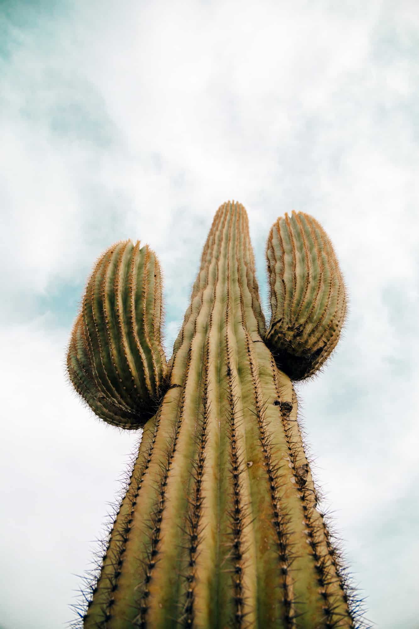 a saguaro cactus taken from down low looking up along the spine