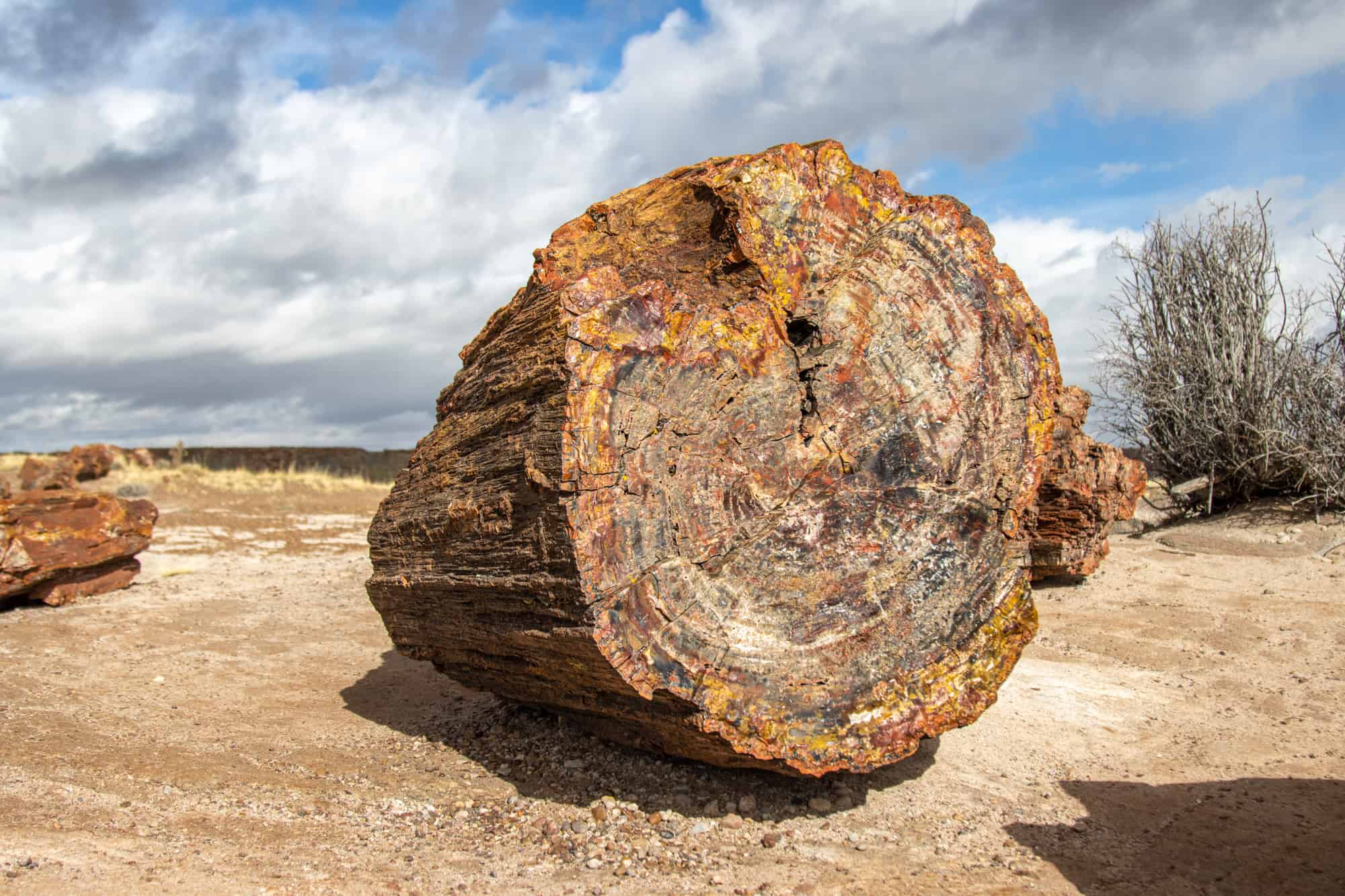heading from saguaro to petrified forest gives you the opportunity to see petrified wood like what is shown here