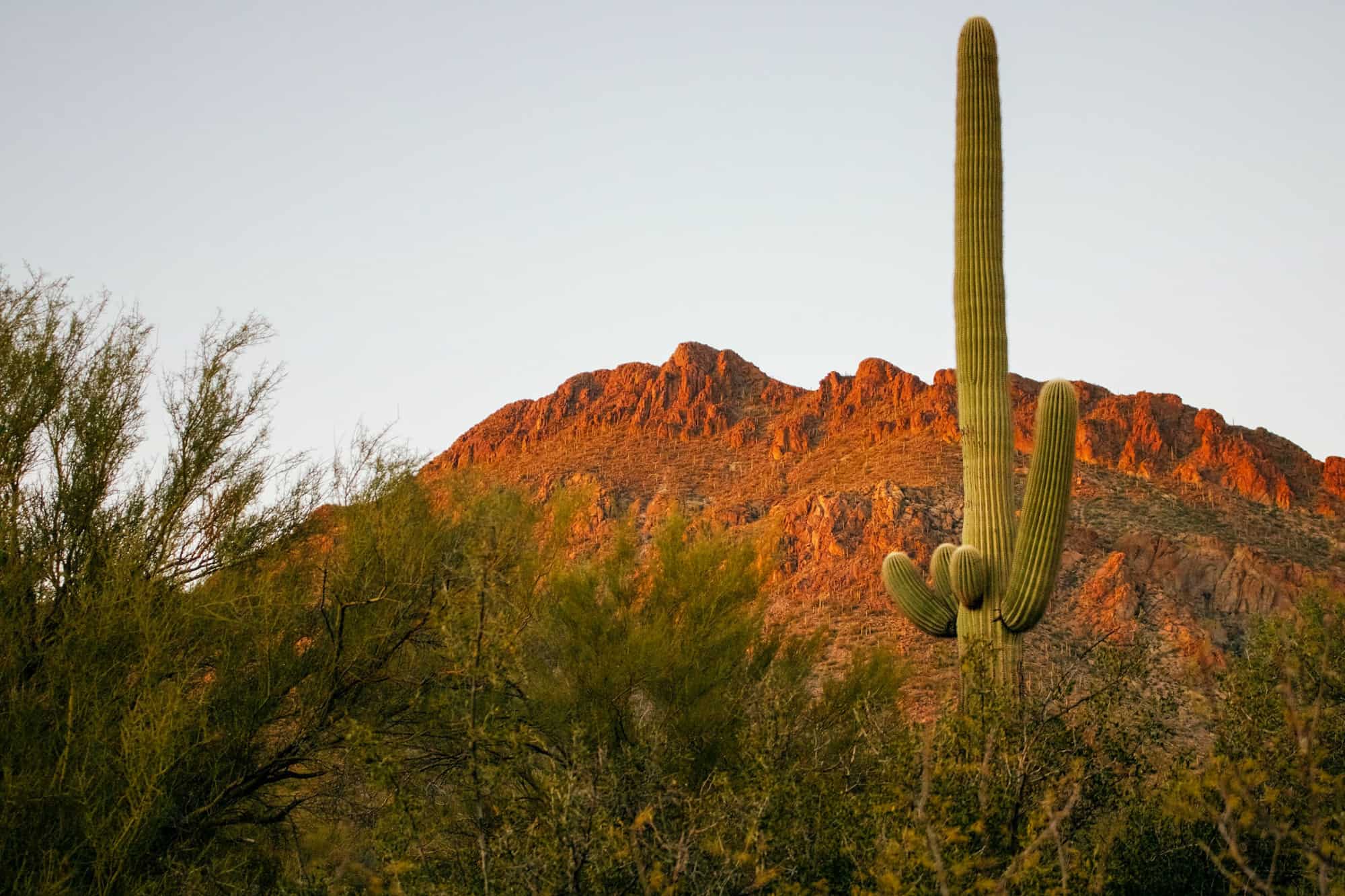 a saguaro cactus stand tall before a rocky mountainous background