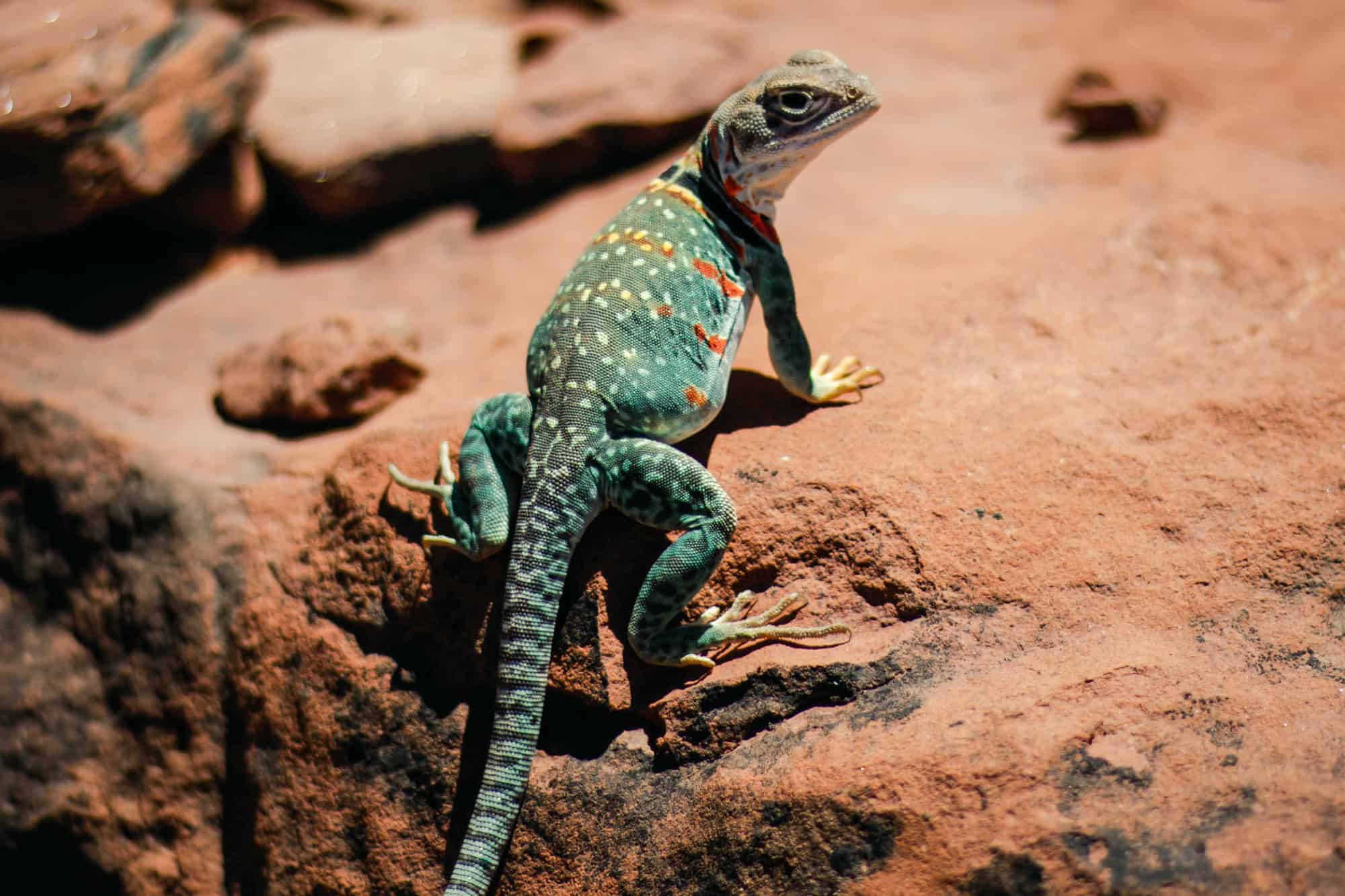 a colorful green lizard sits on a rock