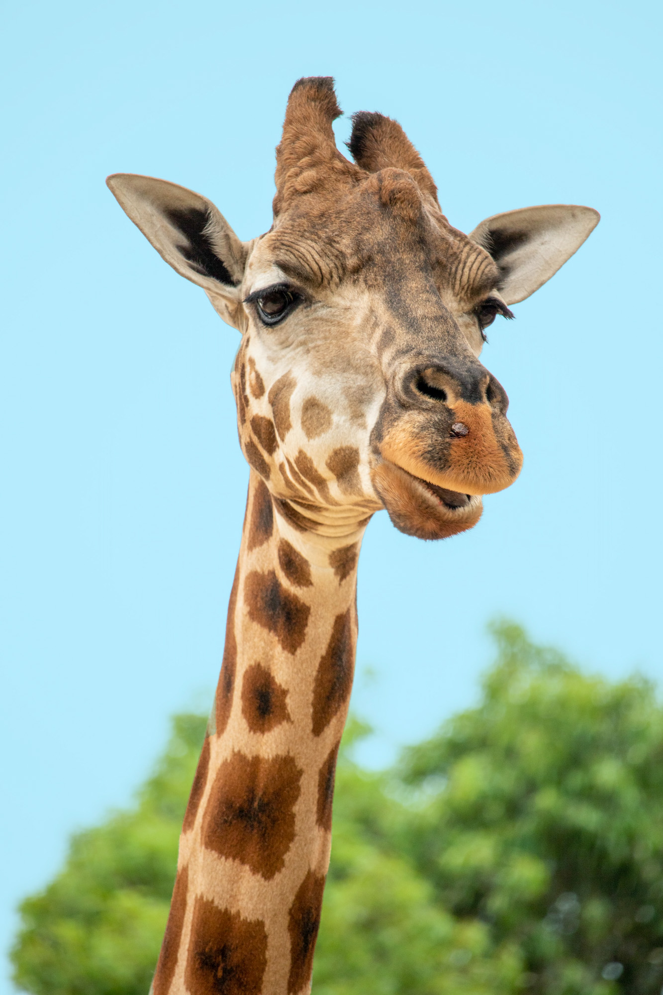 close up of a giraffe face and neck with a blue sky behind