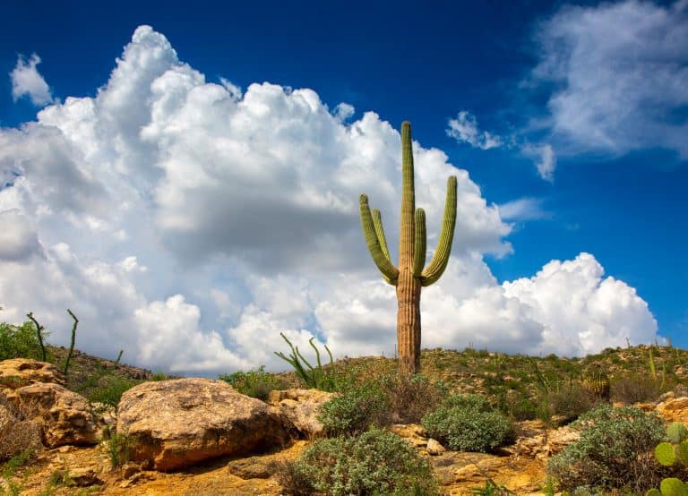 a single saguaro with arms stands before white clouds on a sunny day