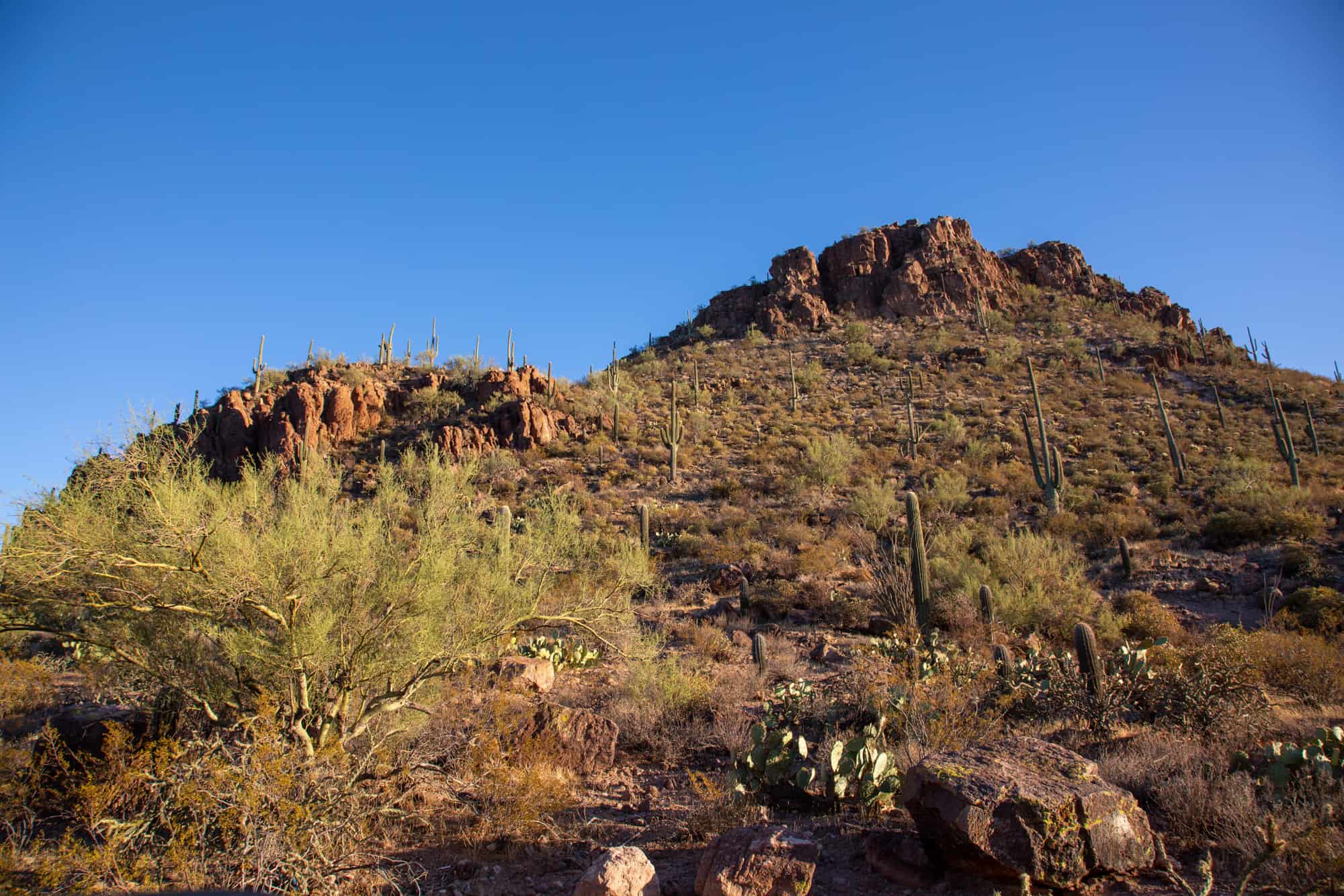 saguaro national park with saguaro cacti and a rocky mountain backdrop