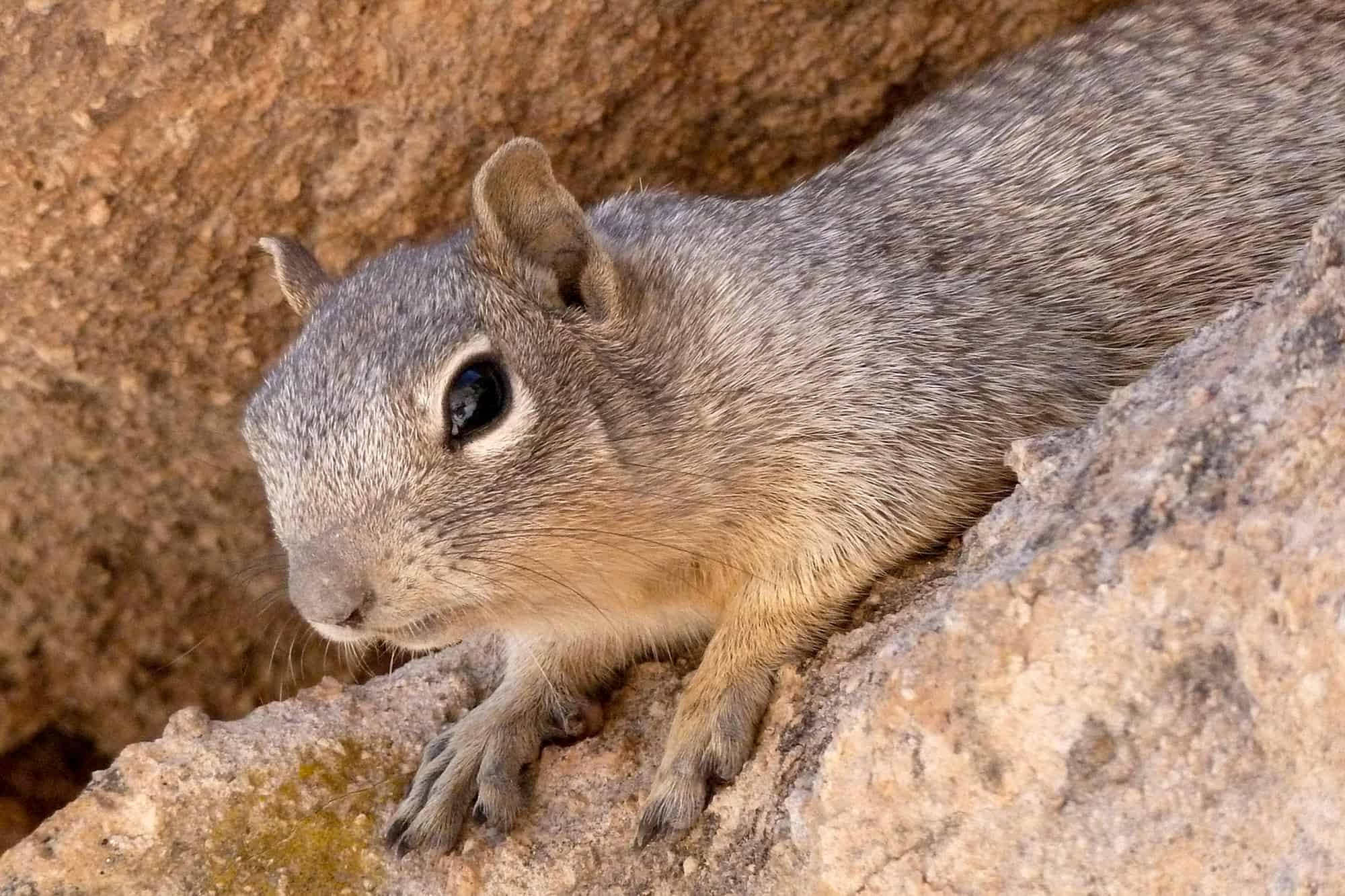 a rock squirrel peaks out from a crevice between rocks, the rock squirrel is the most dangerous animals in grand canyon