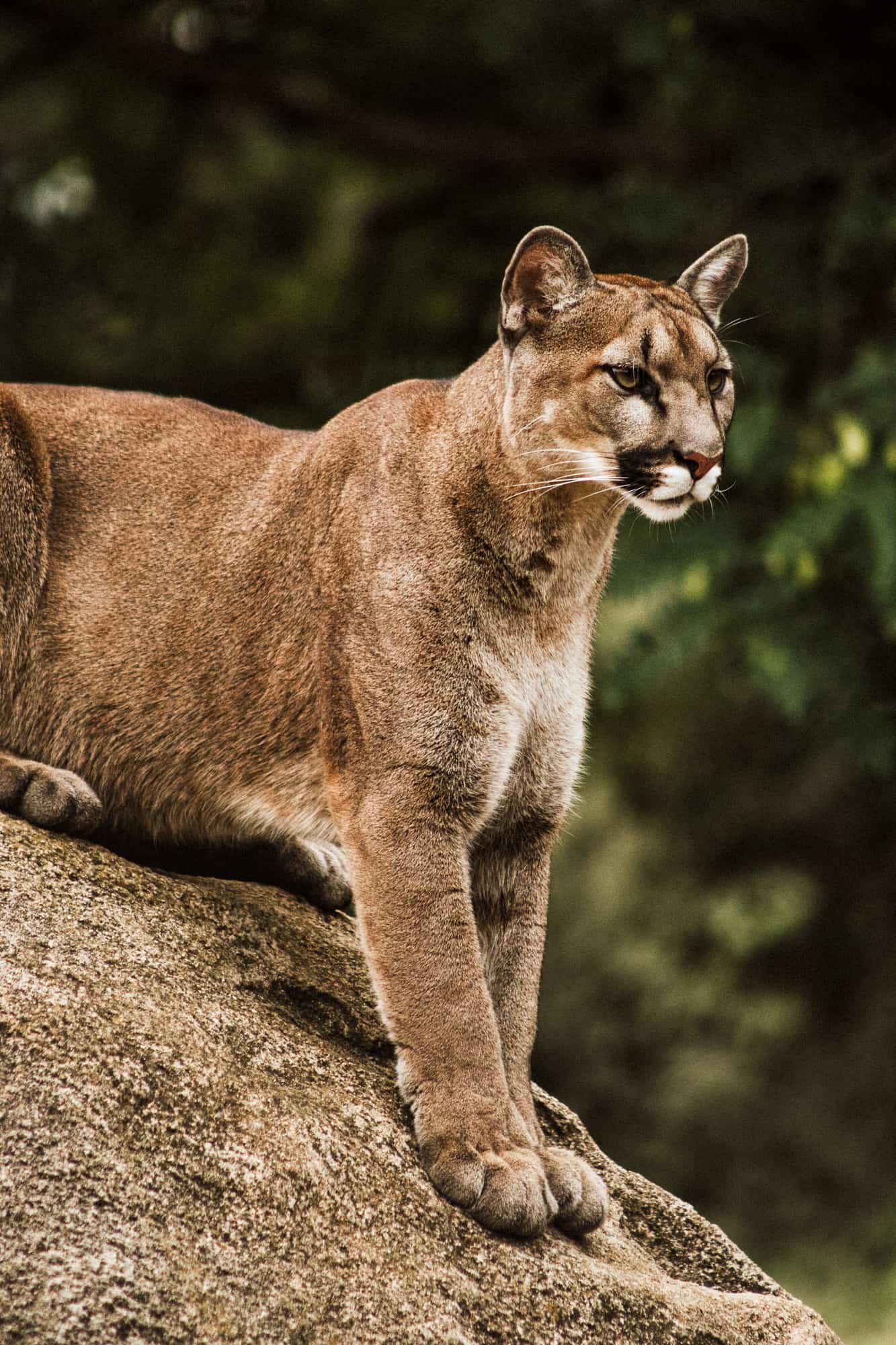 a mountain lion perches on a rock with green forest background