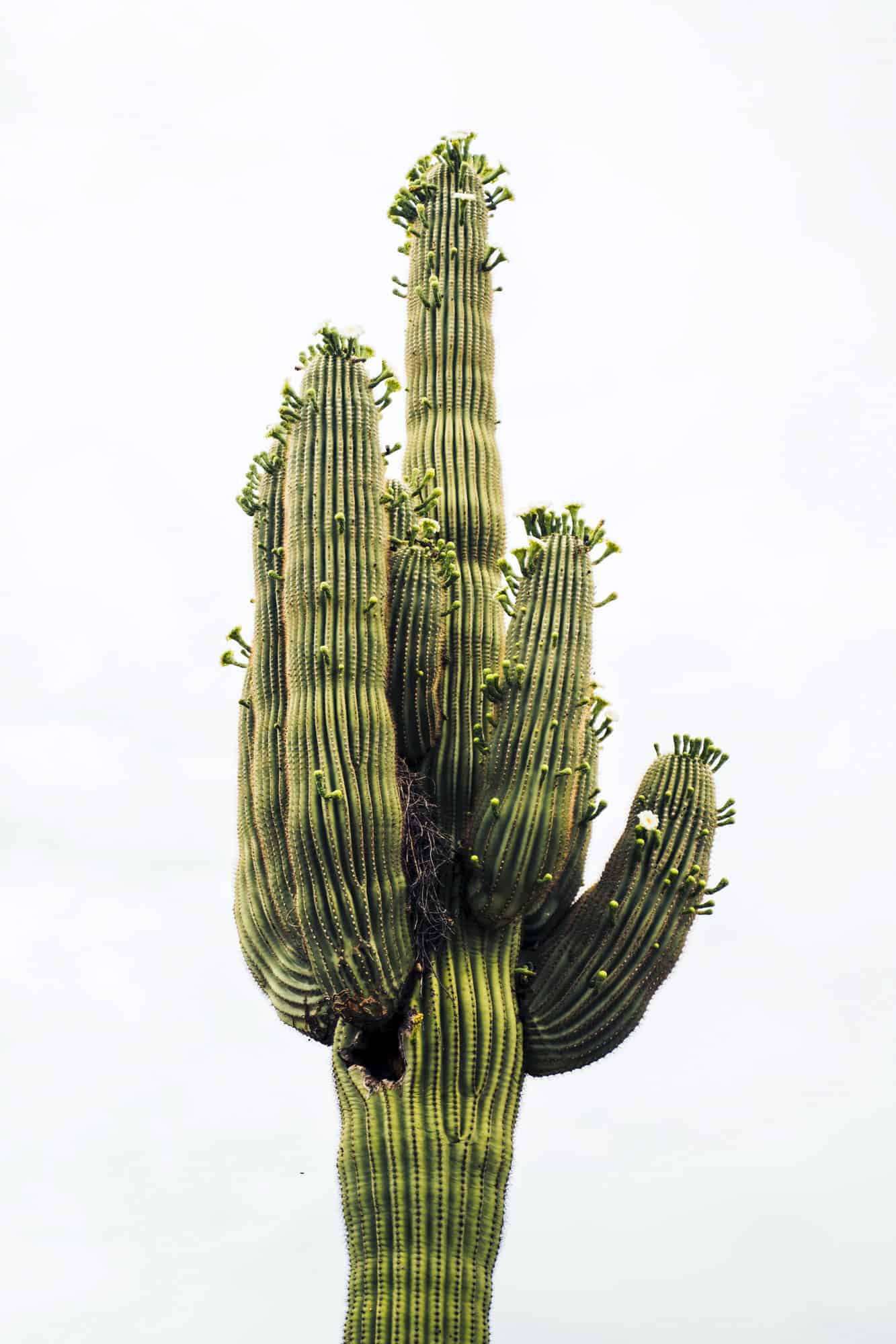 a tall saguaro cactus with a white background