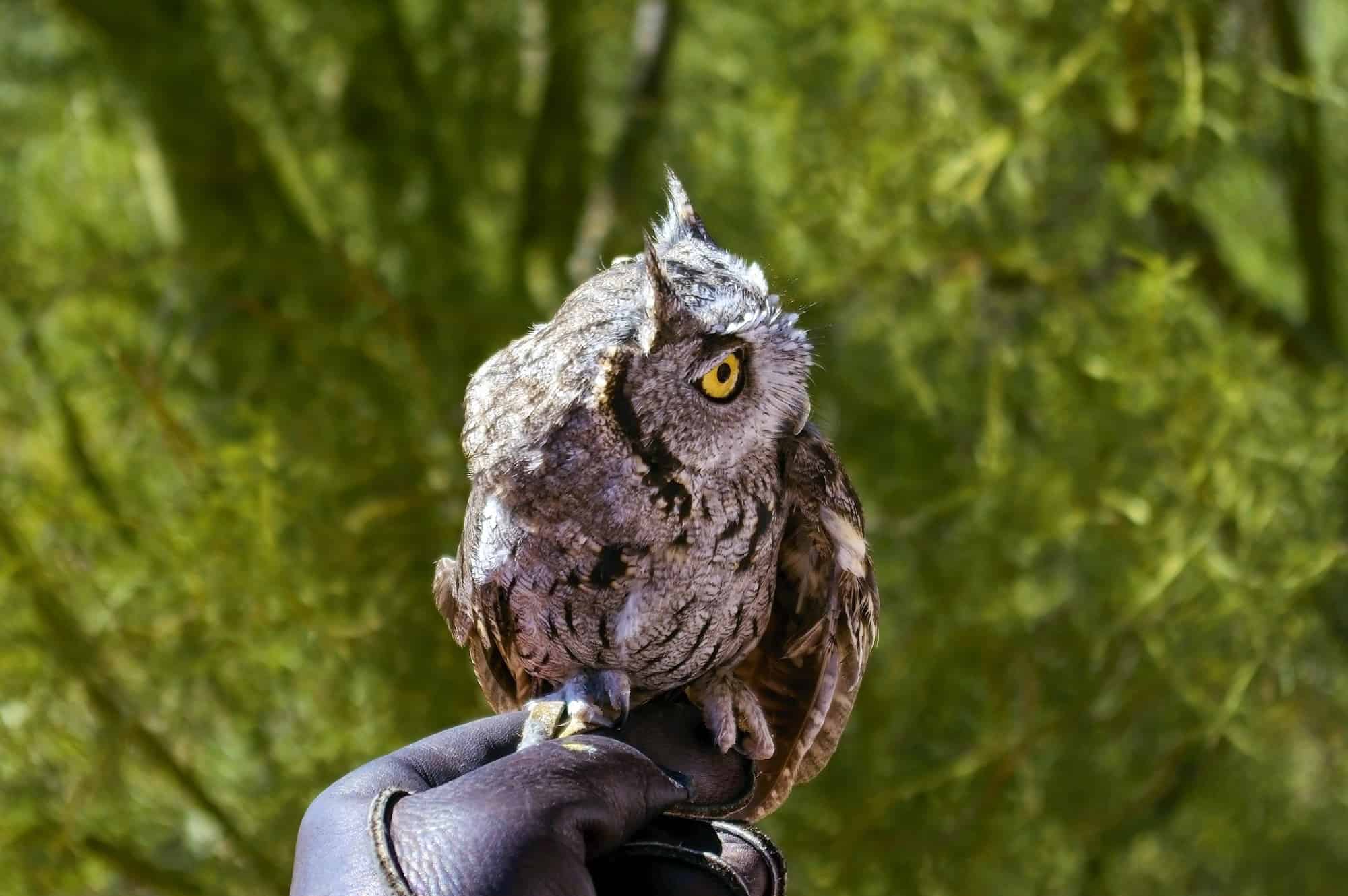a small owl is sitting on a hand during a raptor presentation at the arizona sonora desert museum