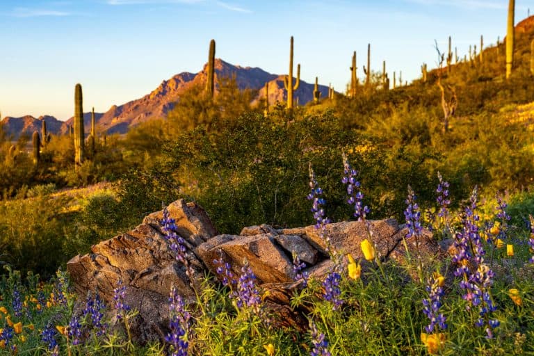 Phoenix To Tombstone: Getting There & 11 Best Road Trip Stops
