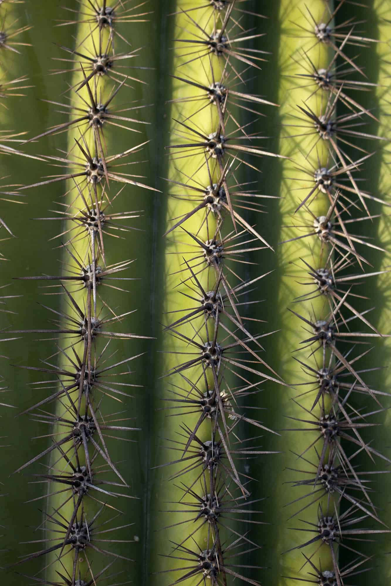 close up of a cactus in saguaro national park