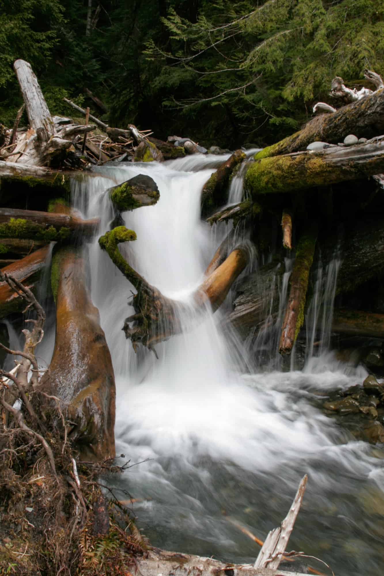 a small waterfall runs over logs into a small creek in olympic national park