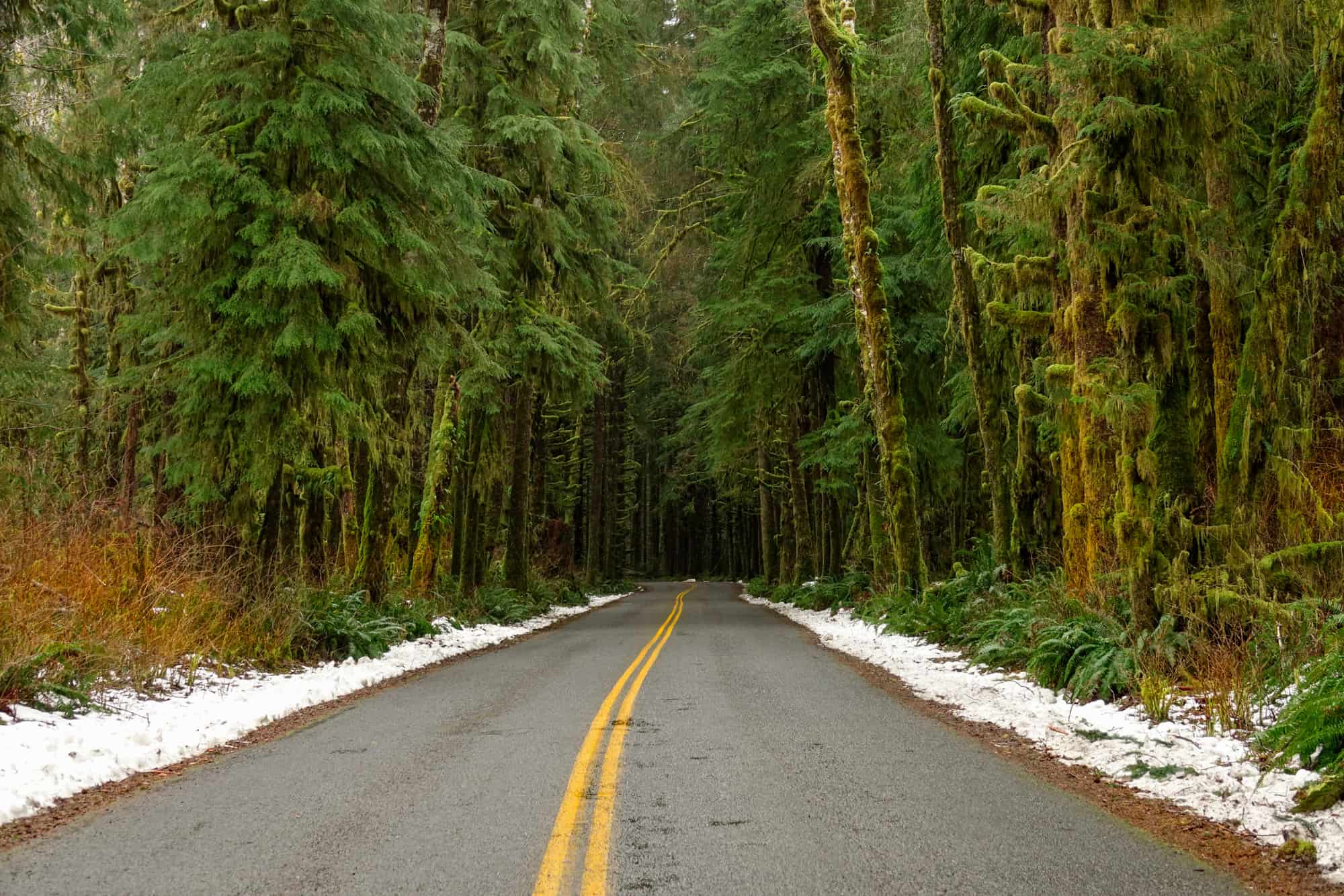 heading into hoh rainforest, there is a bit of snow on either side of the road along with tall green trees
