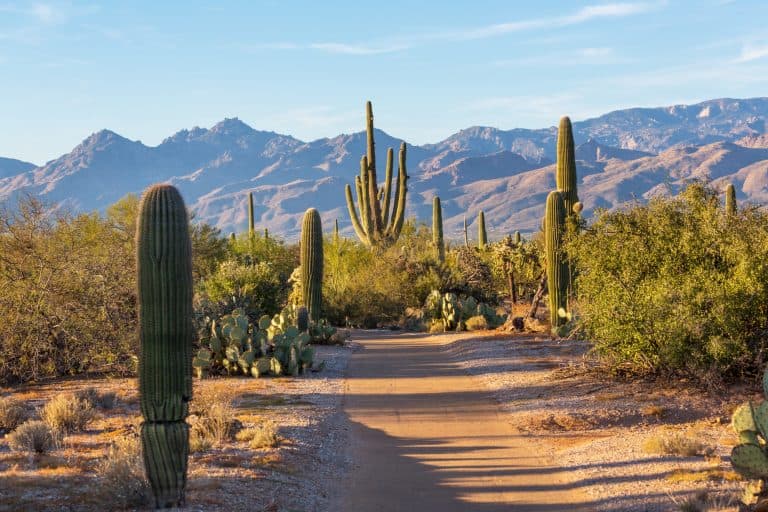 a dirt path leads to tall saguaros and a mountain landscape