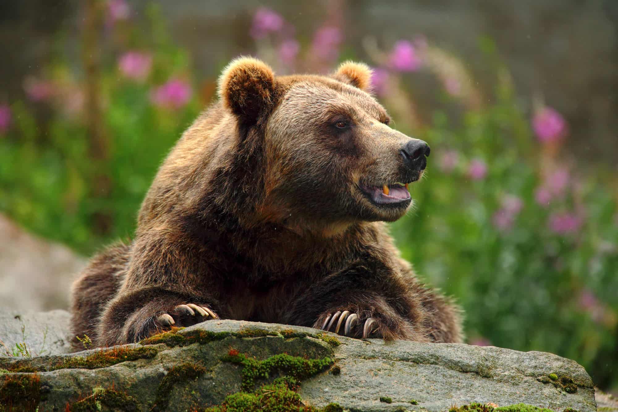 a brown bear sits atop a rock with beautiful pink flowers in the background