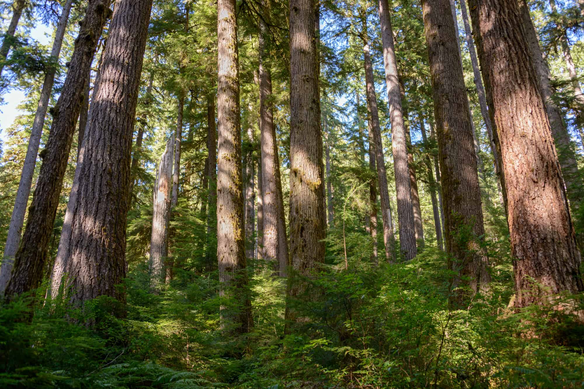 tall trees as far as the eye can see in olympic national park, bears in olympic national park could be roaming in areas like this and you need to be prepared for an unexpected encounter