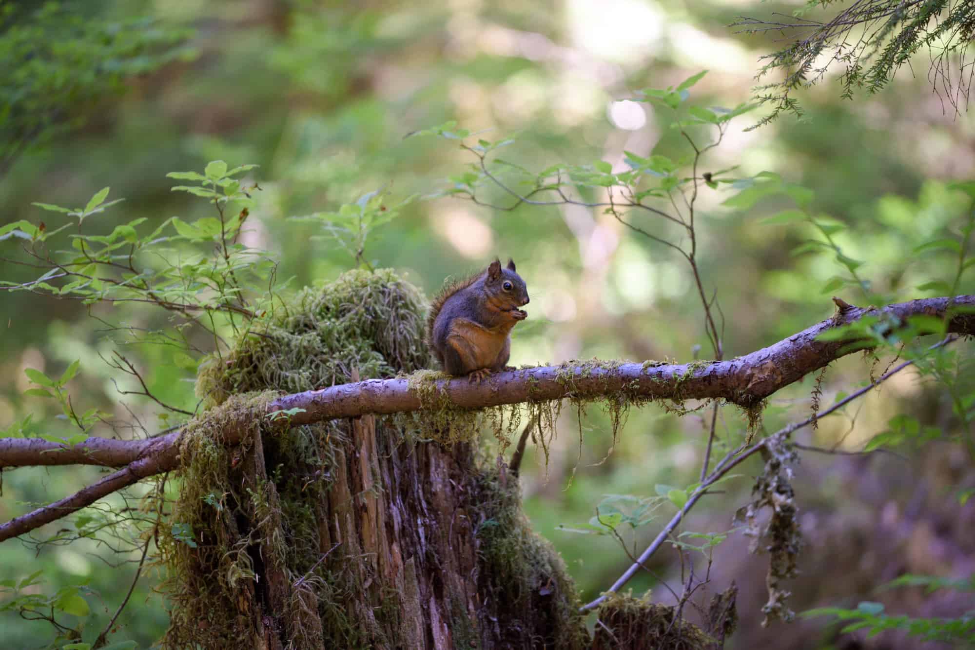 a squirrel sits on a branch surrounded by greenery