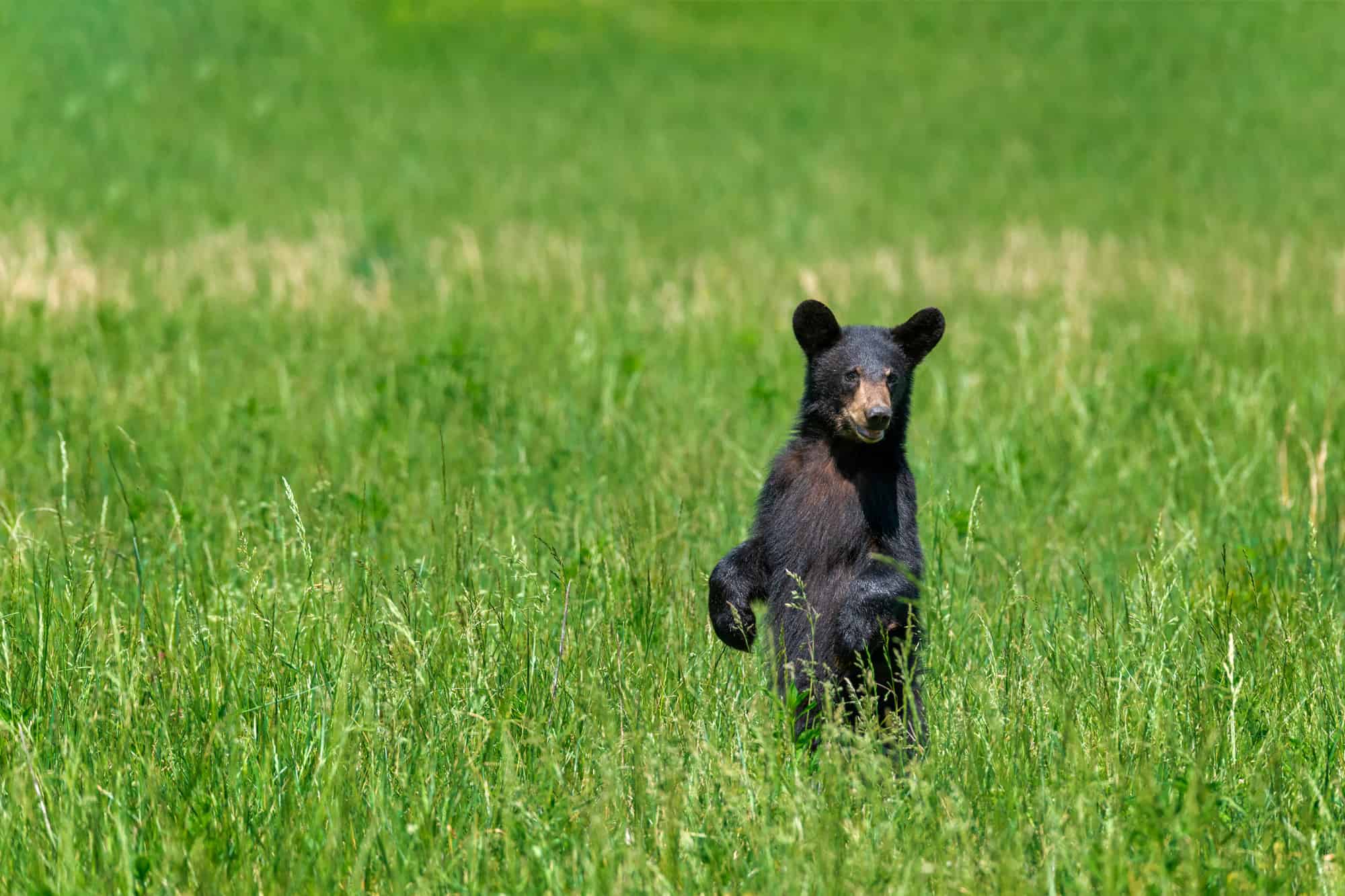 a black bear cub standing in the tall green grass