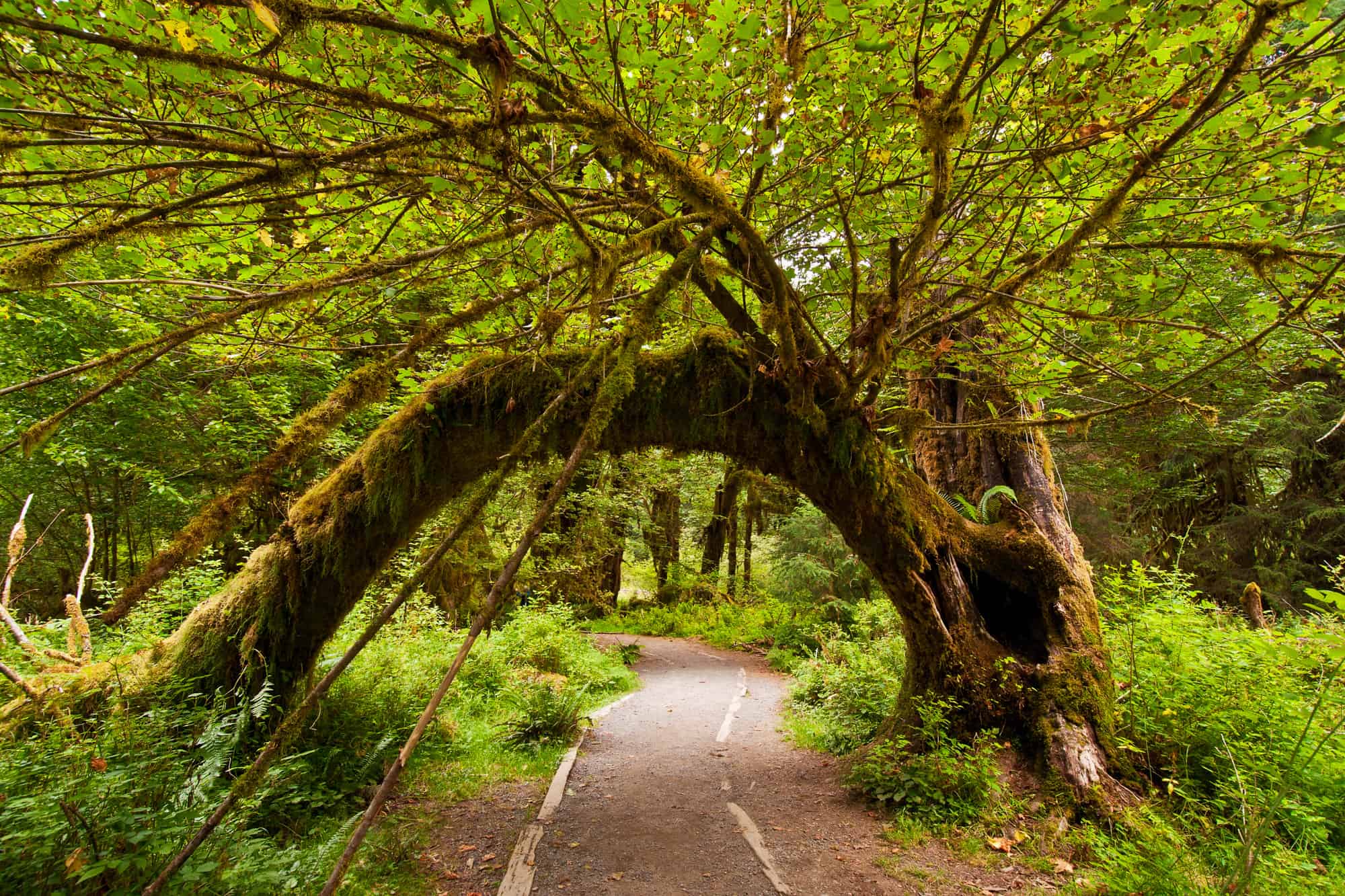 a tree branch fully bends over to make a arch over the walking trail in the rainforest of olympic national park