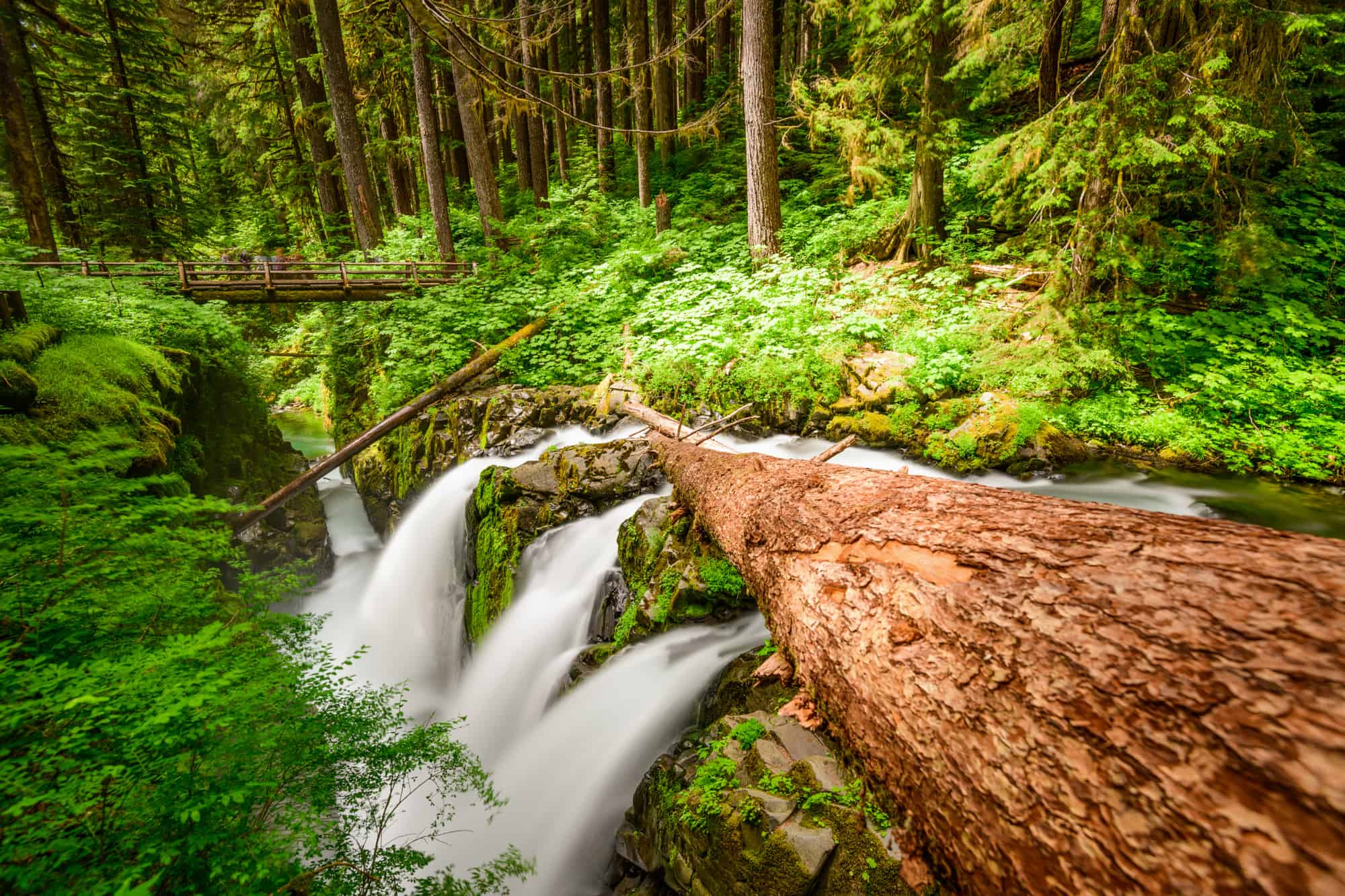a log pulls your eye from right to left to the waterfall and bridge in the background surrounded by green forest, olympic national park tours take you into the rainforest