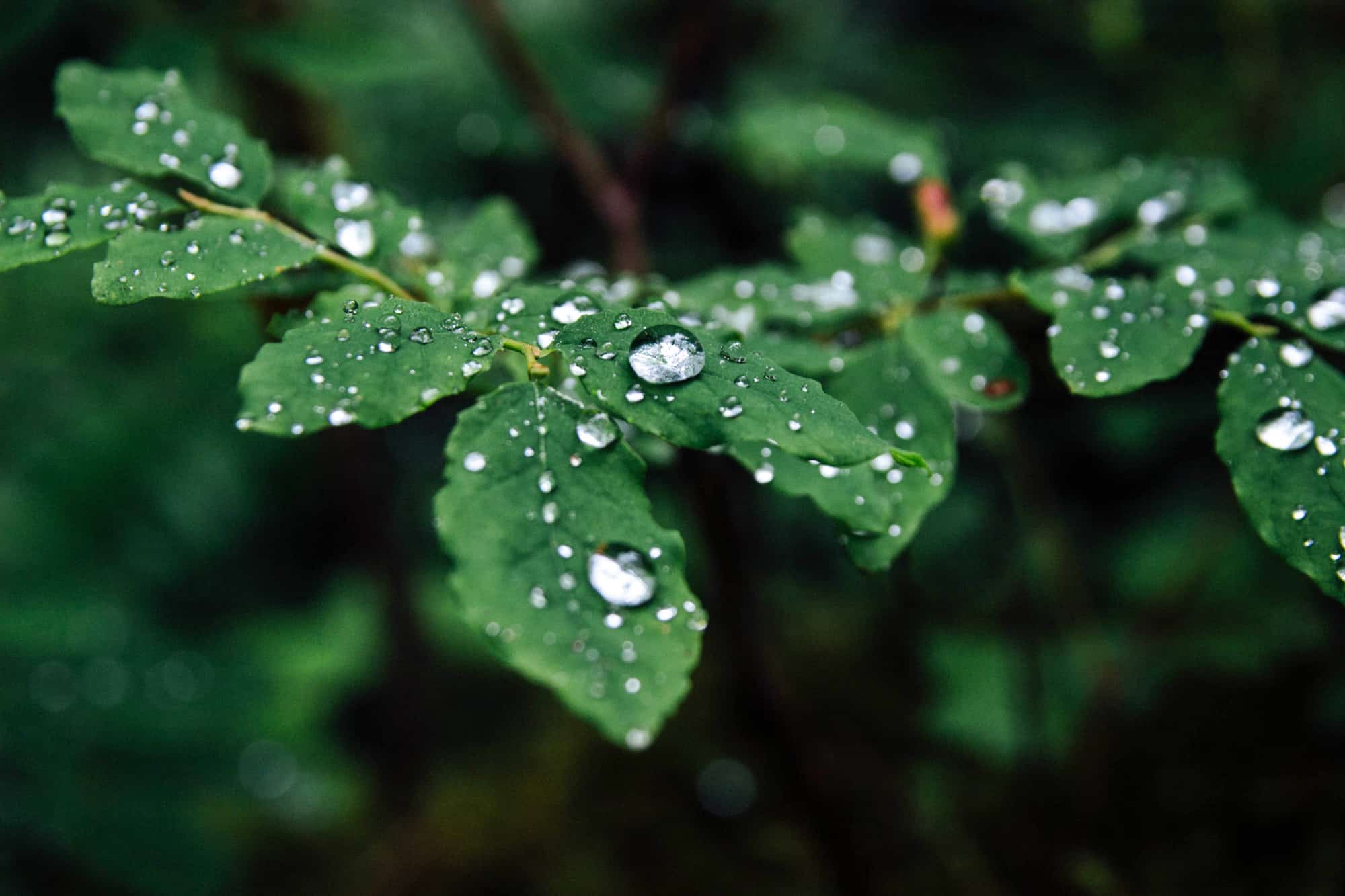 raindrops sit on green leaves in olympic national park
