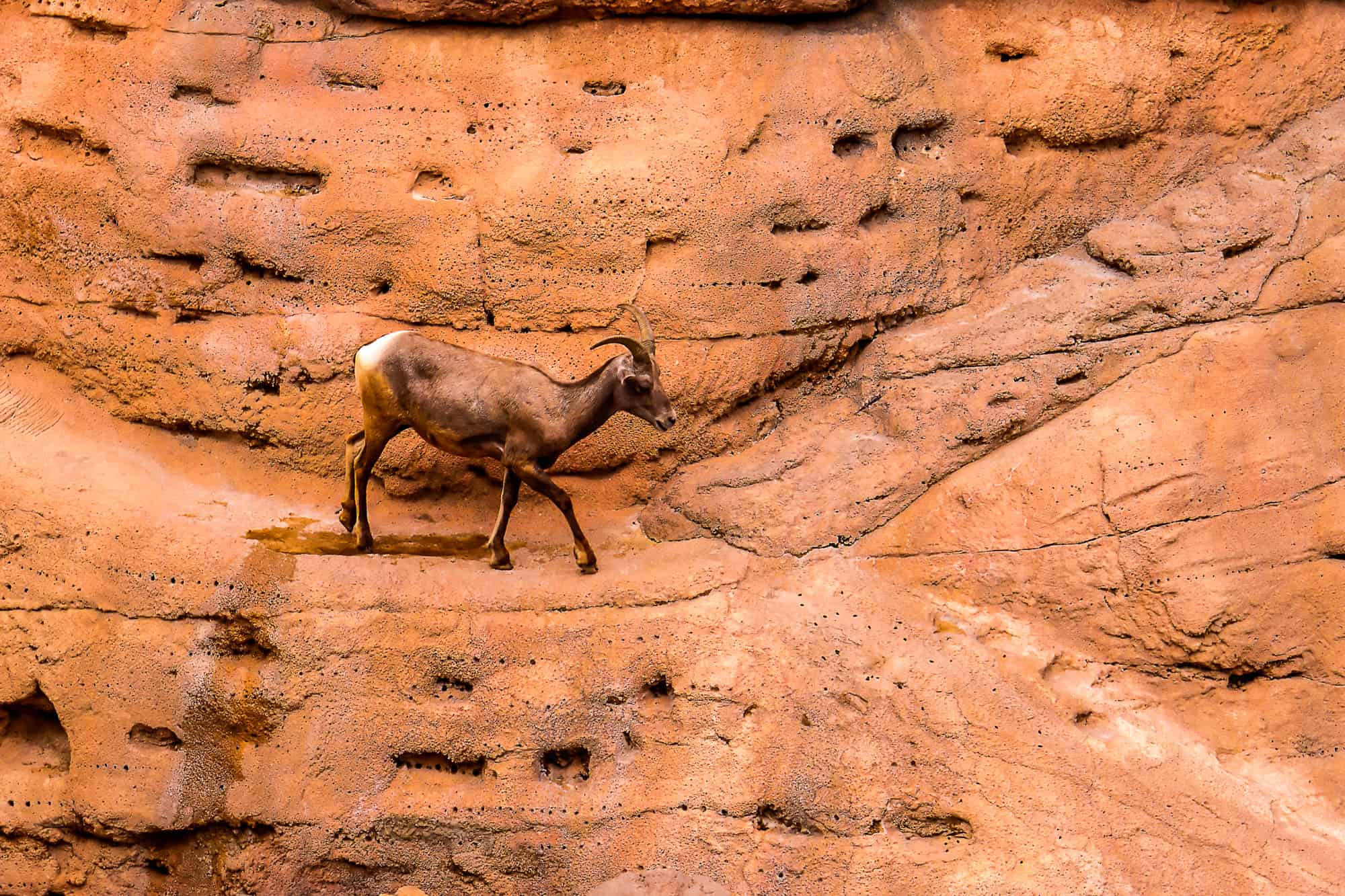 a ram stands among the red rocks at the zoo section of arizona-sonora desert museum