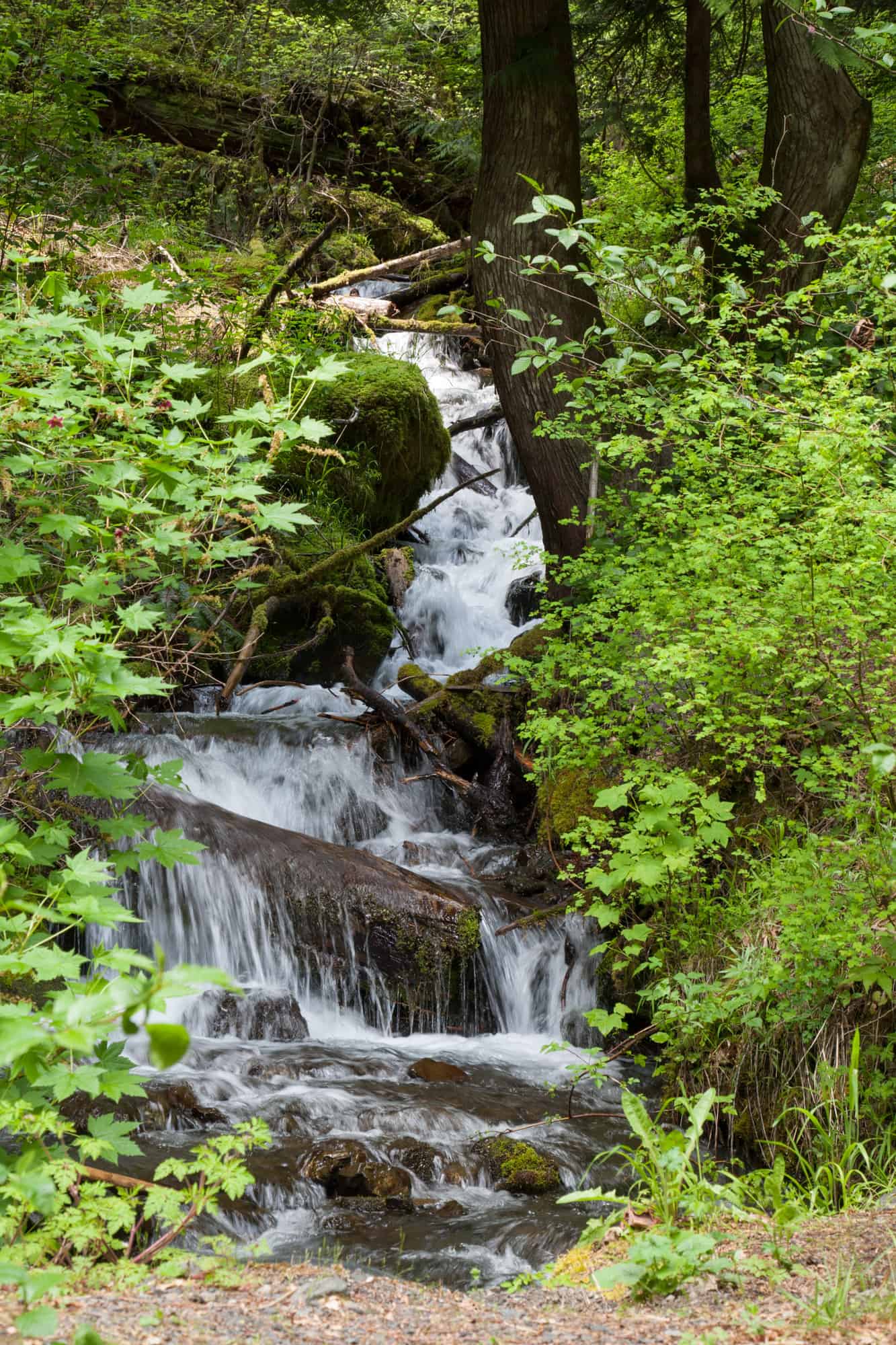 small creek falls found inside olympic national park, surrounded by green foliage