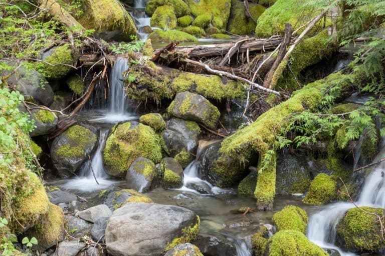 a small waterfall spills down around mossy rocks in olympic national park