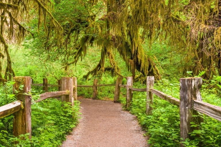 trail through the hoh rain forest shows a path with wooden fences on both sides and trees draped in moss
