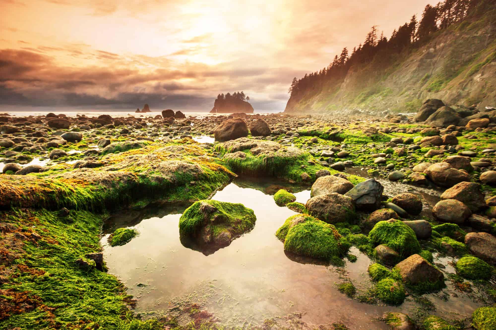a tide pool can be seen at the front of the image surrounded by mossy rocks with the pacific ocean and seastacks in the background