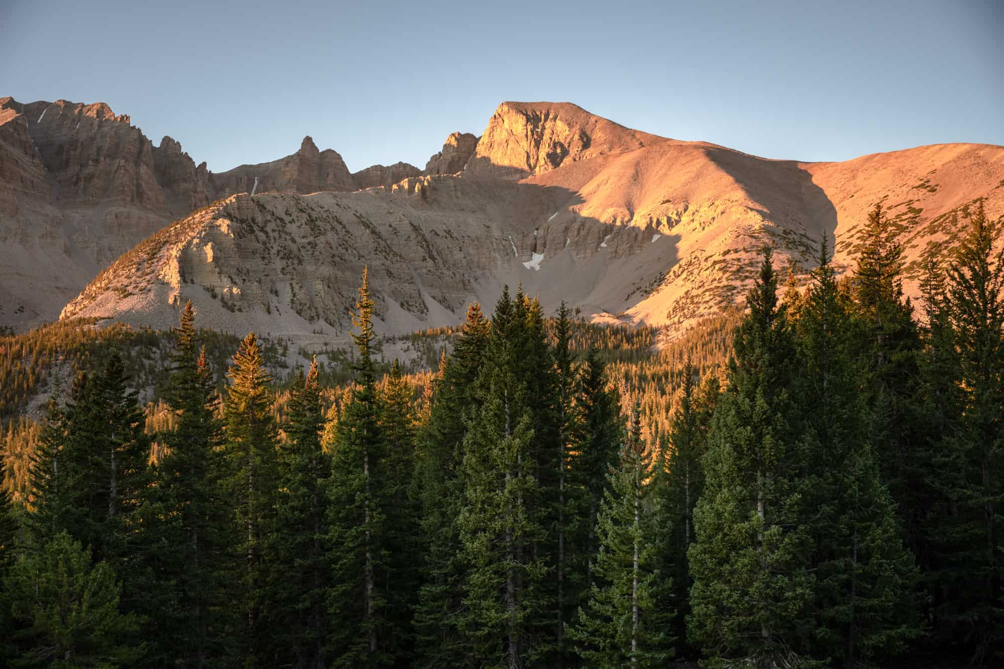wheeler peak in morning light with pine trees in the foreground at great basin national park