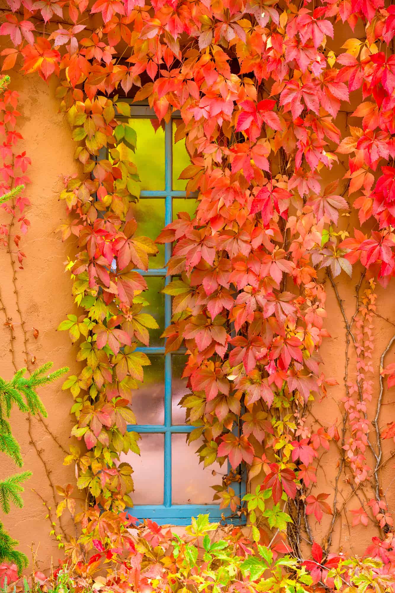 bright fall leaves of red and yellow on vines from a blue window set in an adobe house in santa fe, new mexico