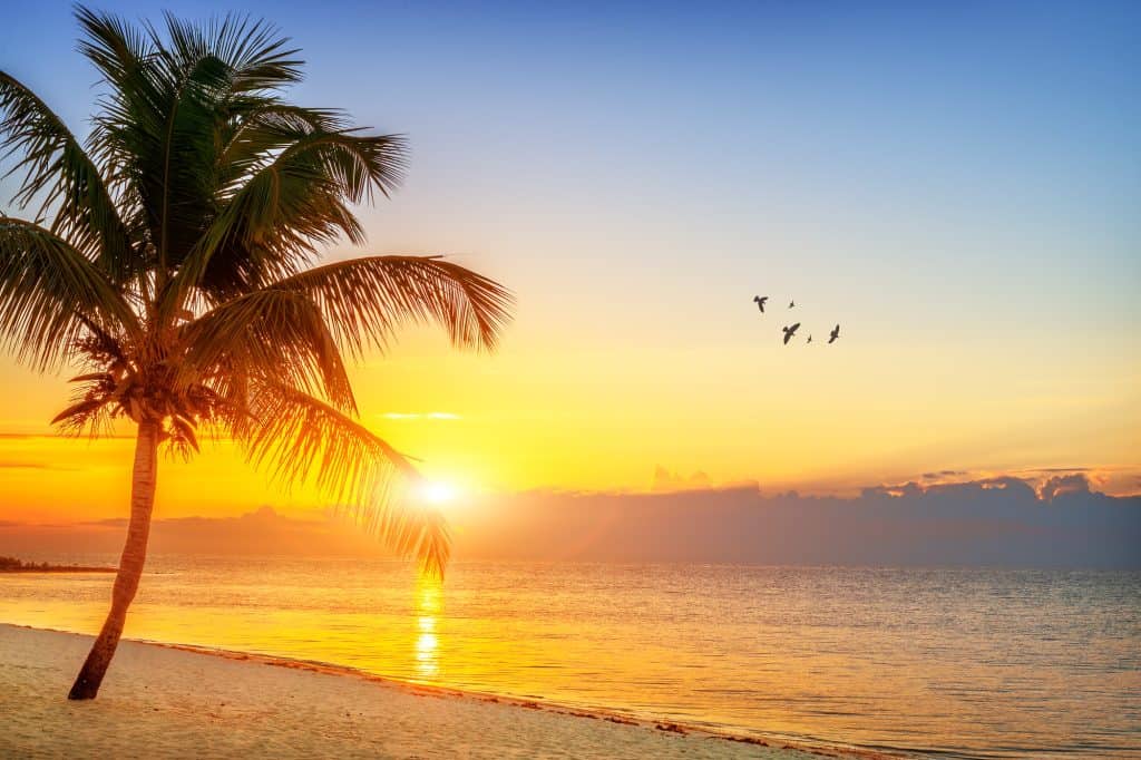 sunset on the beach in key west with a single palm tree next to the ocean and sunset