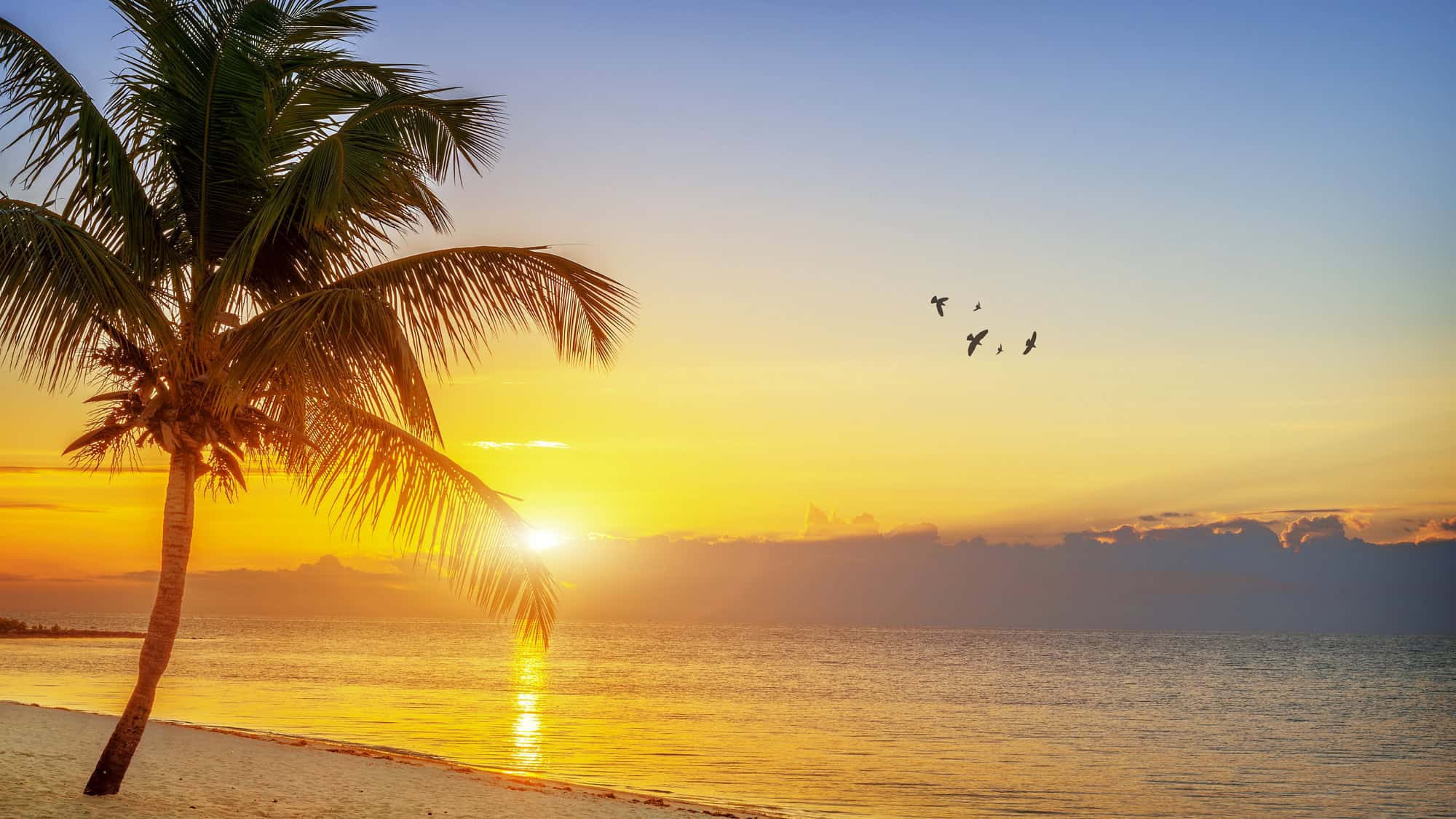 A lone palm tree stands on a sandy beach at sunrise, with golden light reflecting off the calm ocean and birds in flight.