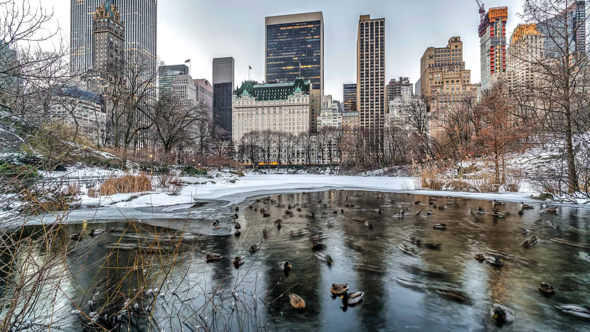 Ducks swim in a partially frozen pond in Central Park, framed by bare trees and surrounded by New York City skyscrapers.