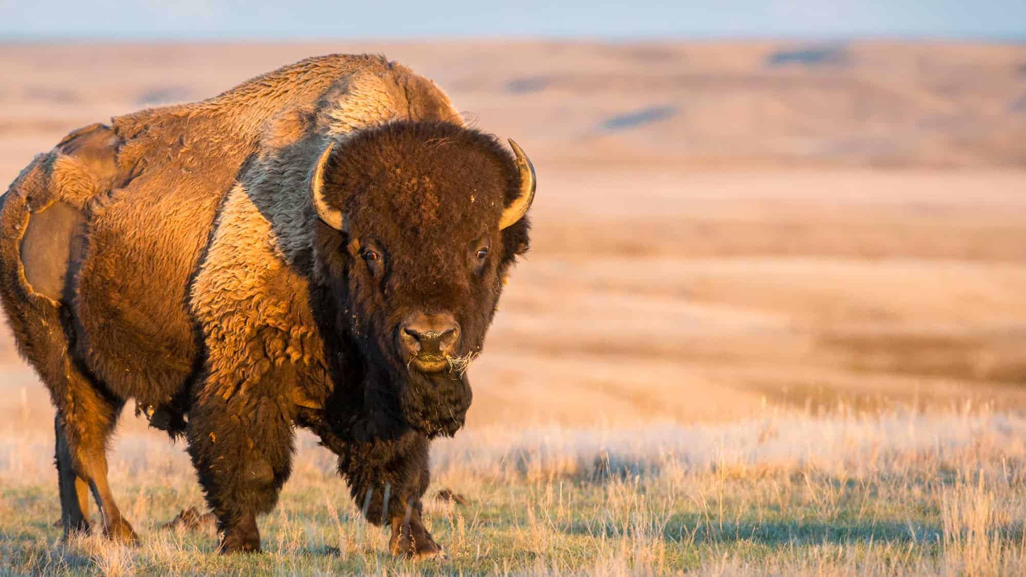 a bison stands in a field of yellow grass in the light of the setting sun