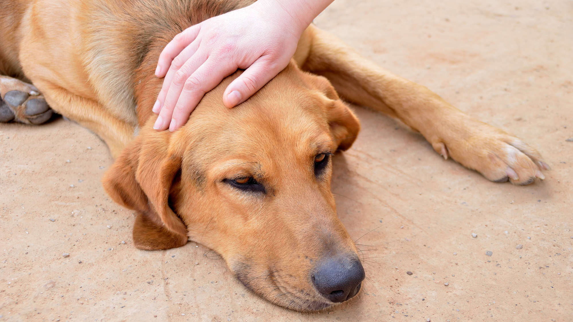 A brown dog lying on the ground being petted on the head by a person’s hand, showing a calm and relaxed expression.