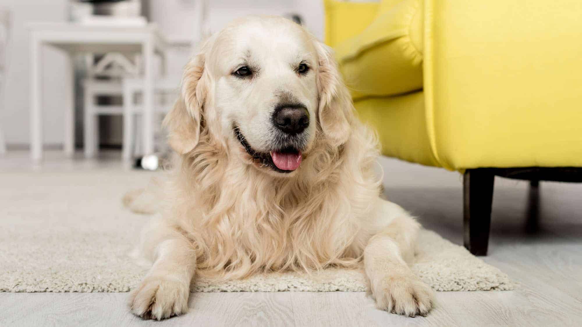 A golden retriever lying on a white carpet inside a home, with a yellow sofa in the background. The dog looks relaxed and content.