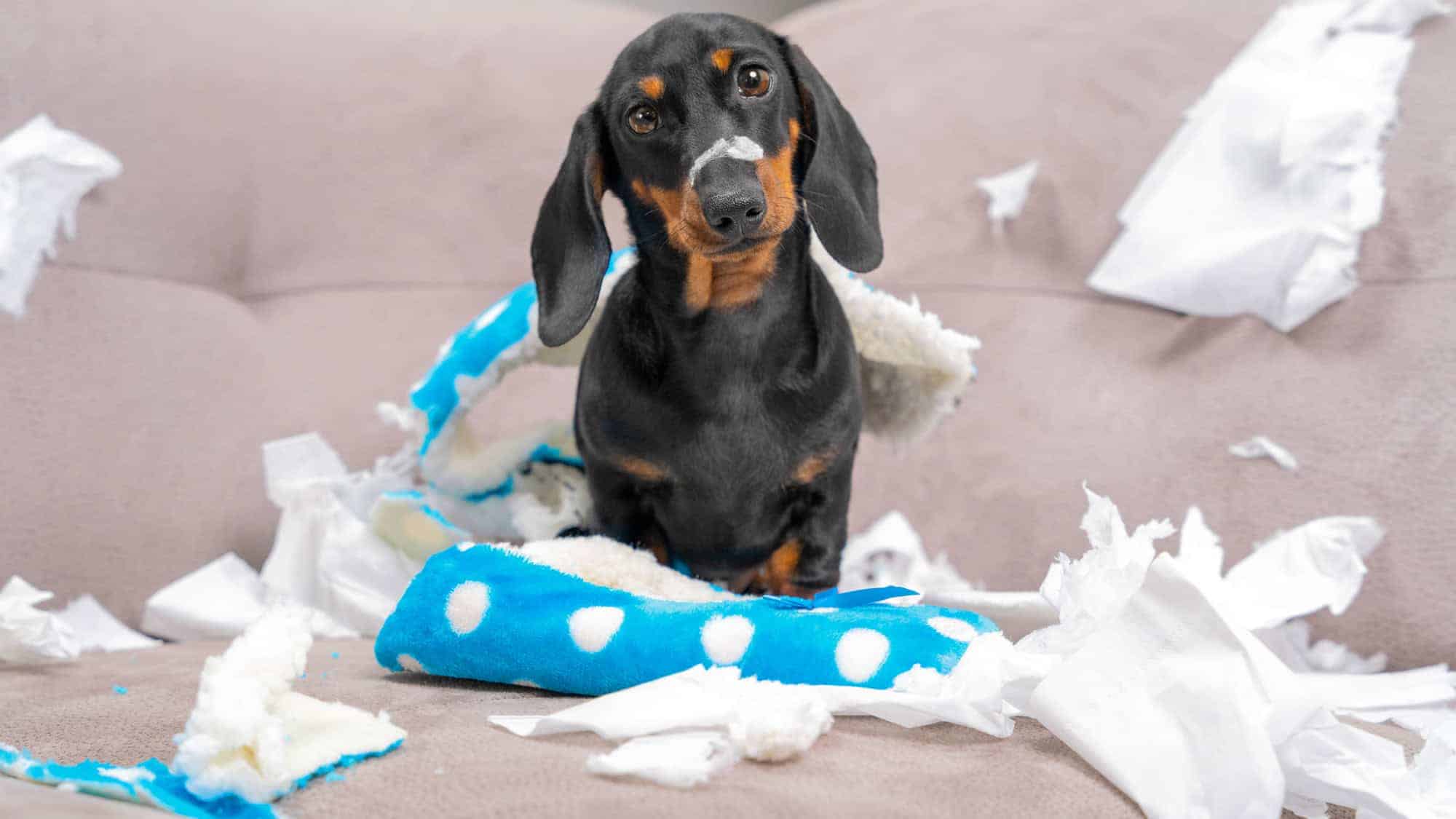 A dachshund sitting on a couch surrounded by torn pieces of a blue toy and tissue paper, looking up innocently.