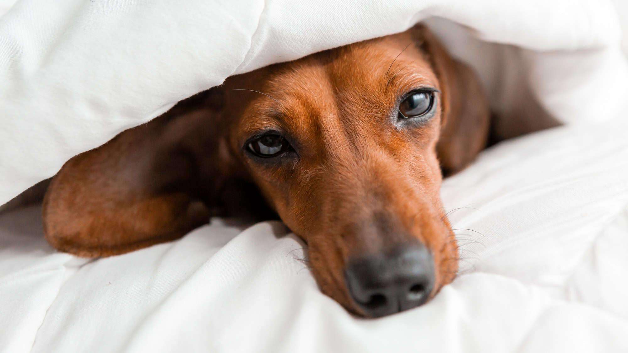A dachshund peeking out from under a white blanket, looking cozy and relaxed with its eyes partially open.