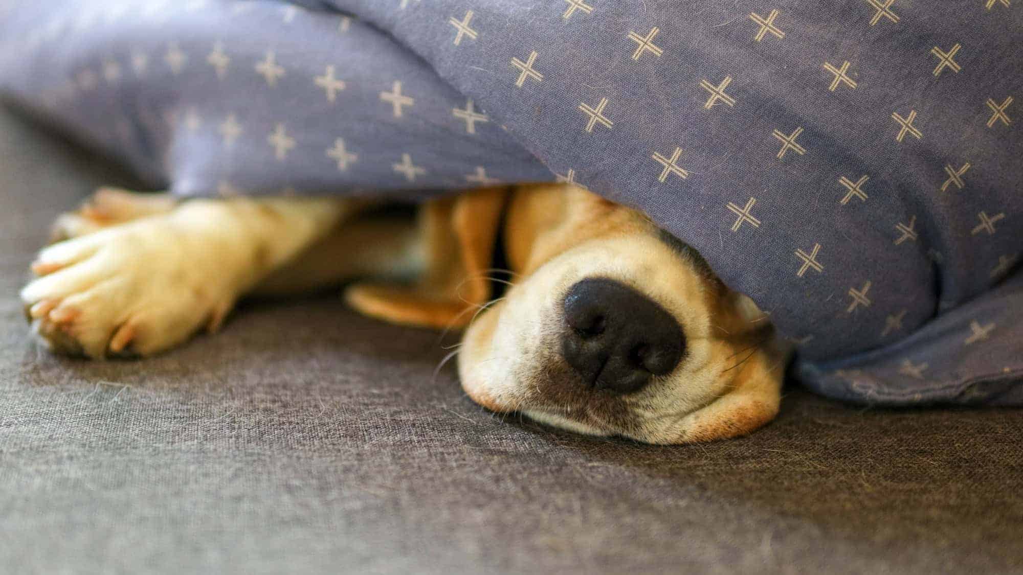 A beagle dog lying under a blue blanket with white cross patterns, only its nose and front paws visible.