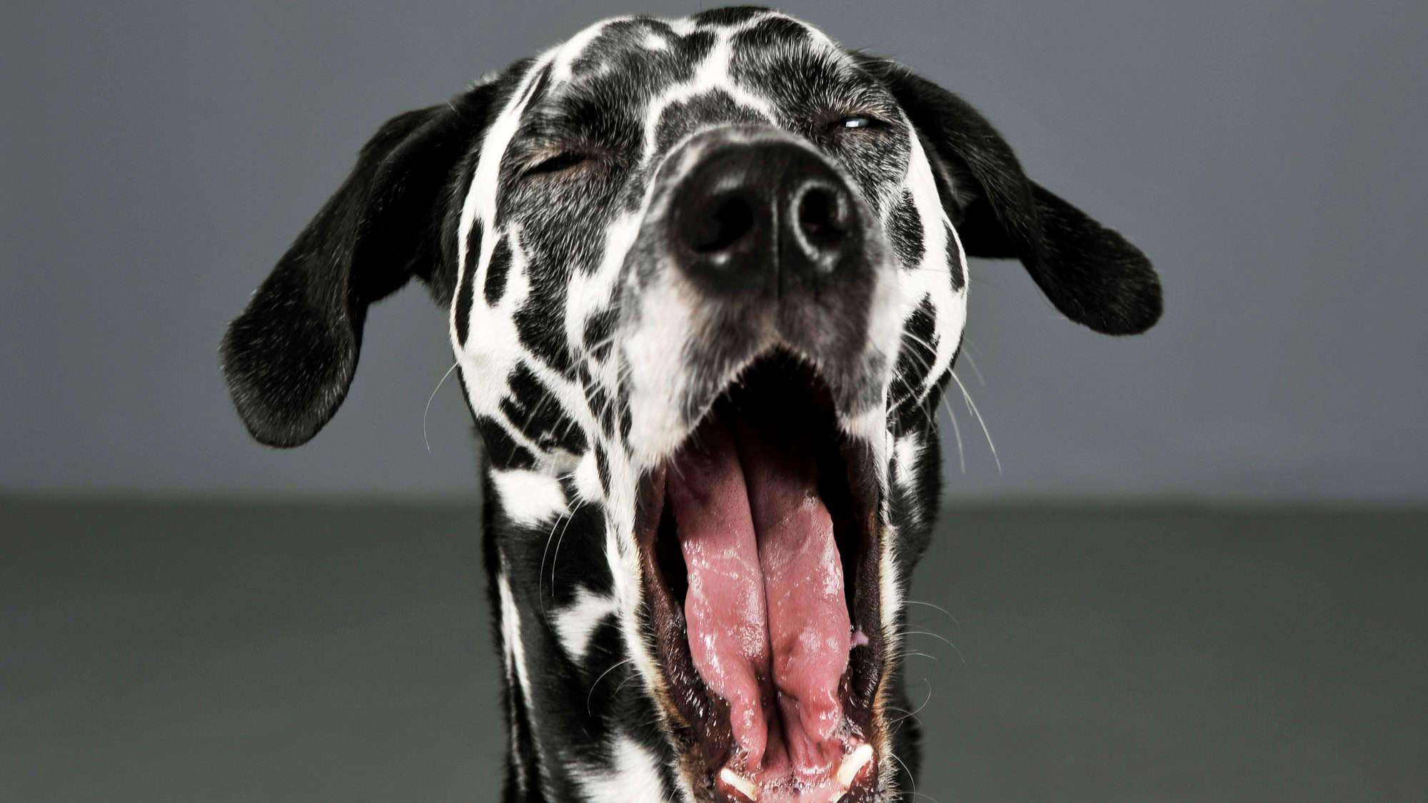 A Dalmatian dog with black and white spots yawning, with its mouth wide open, captured against a plain background.