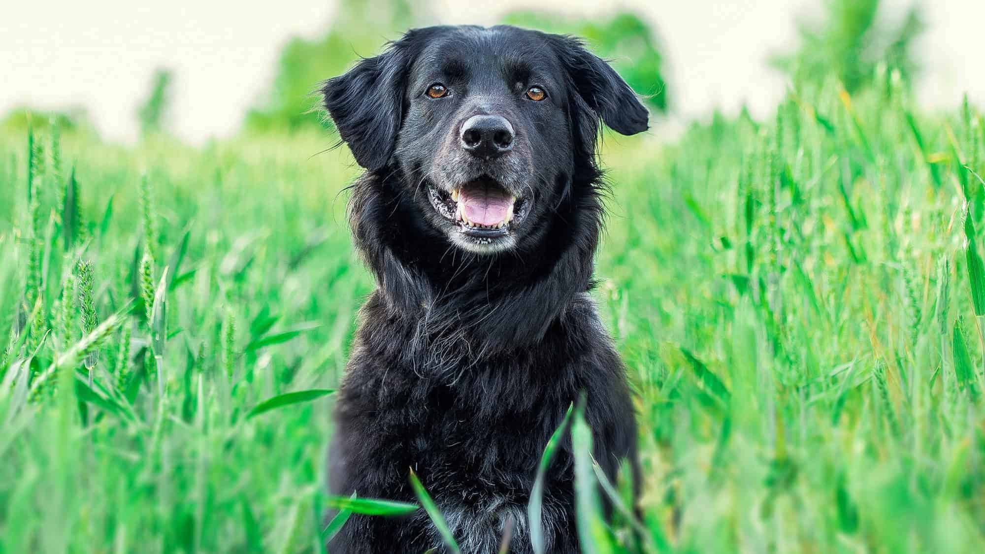 A black dog sitting in a green field, looking directly at the camera with a happy expression, mouth slightly open.
